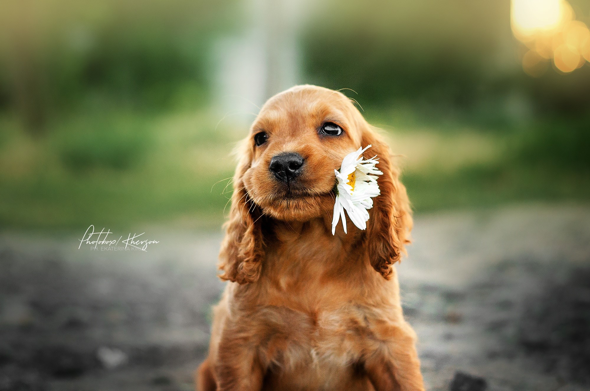 Golden Cocker Spaniel puppy with a daisy in its mouth HD Wallpaper