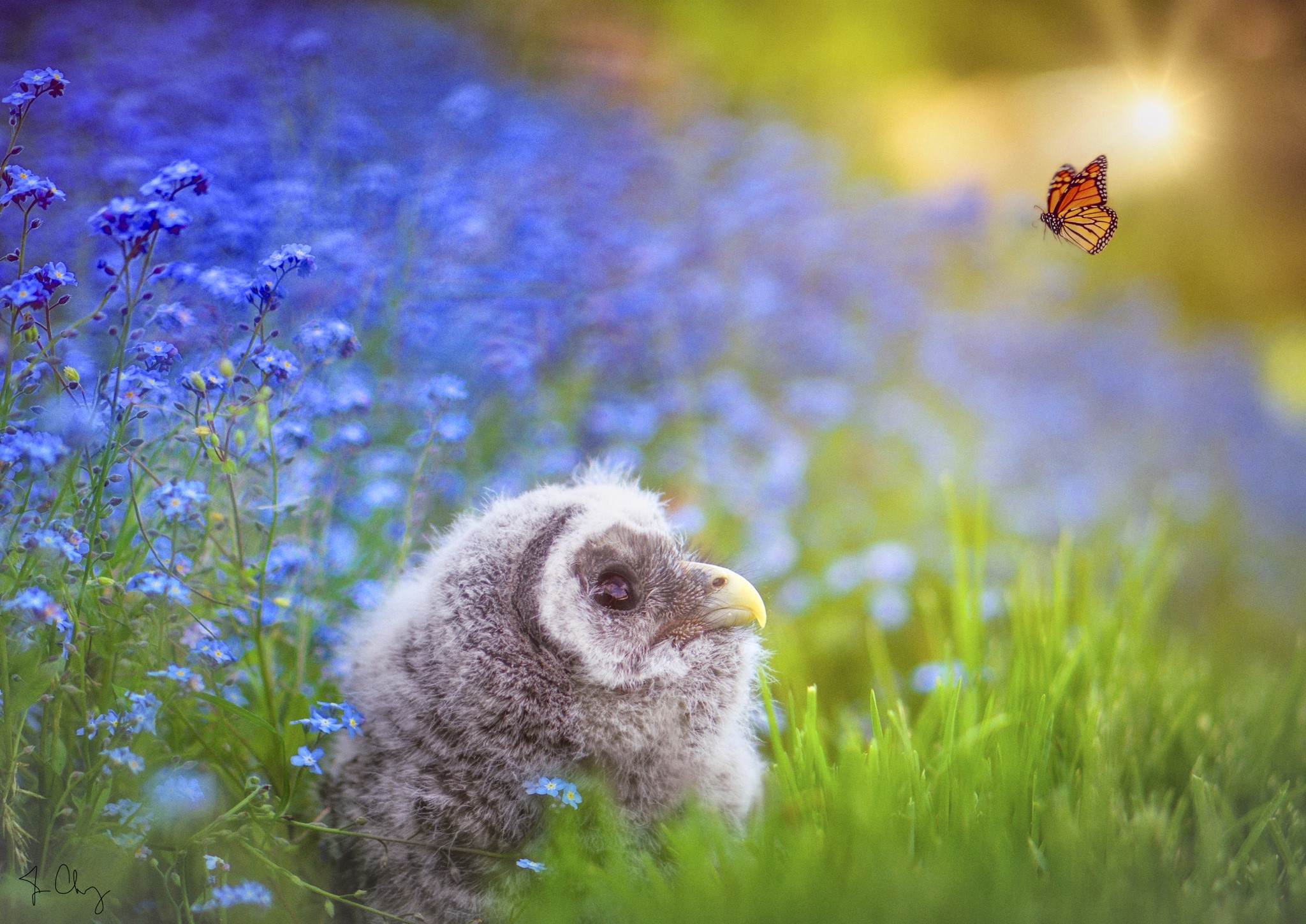 Baby owl in blue flowers with butterfly HD Wallpaper