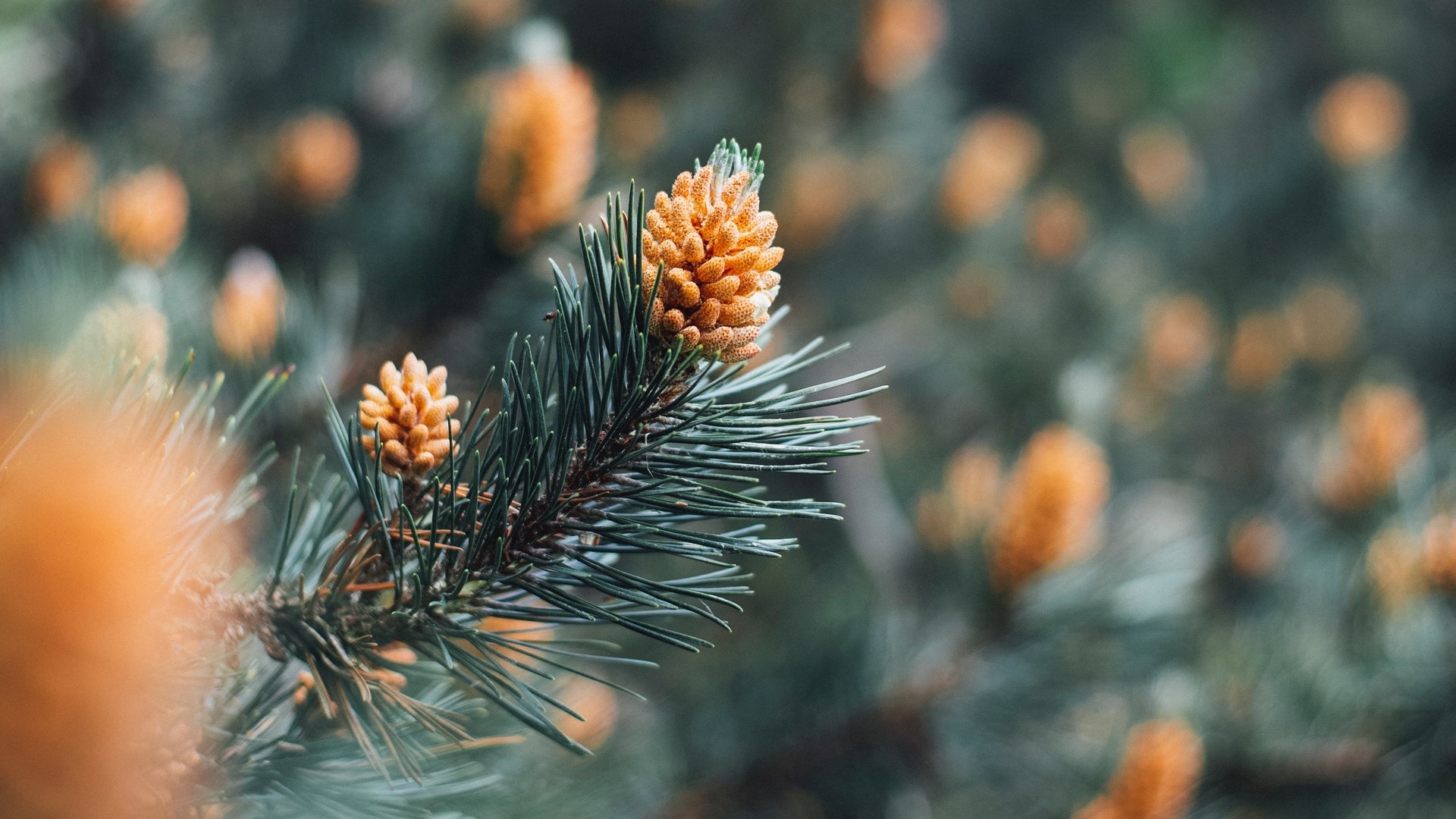 Pine cones on a pine tree branch HD Wallpaper