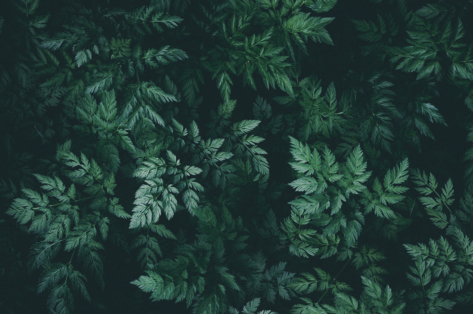 Dark green fern leaves pattern HD Wallpaper