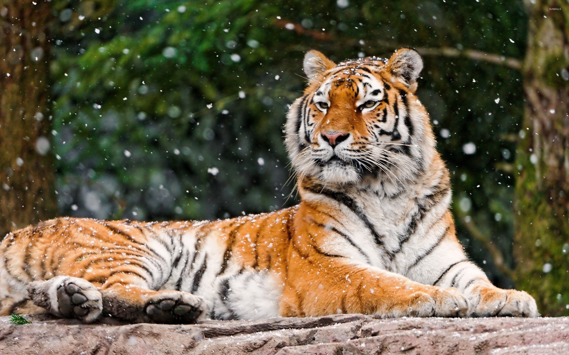 Tiger lying down in the snow HD Wallpaper