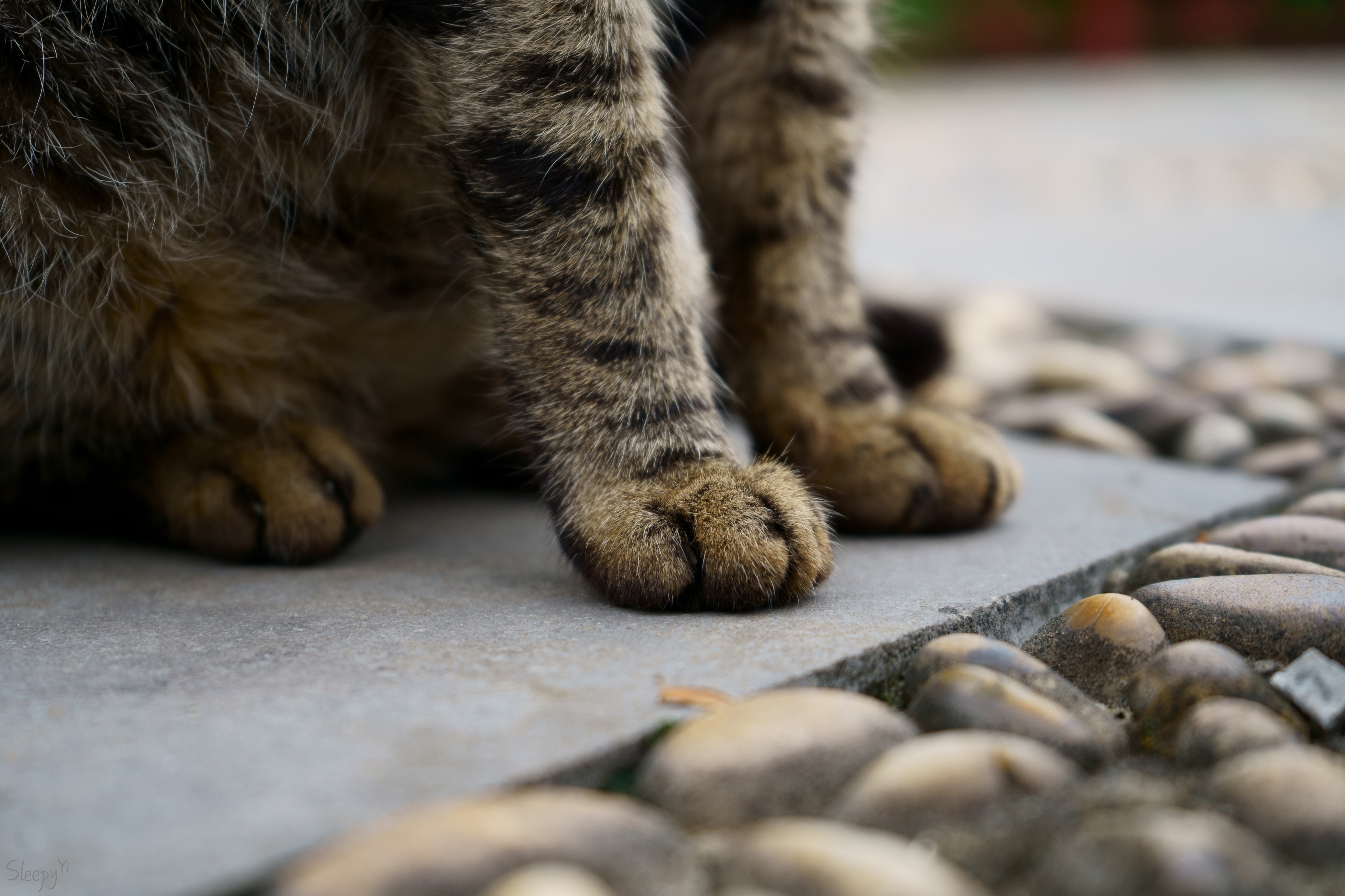 Close-up of a cat's paws on stone path HD Wallpaper