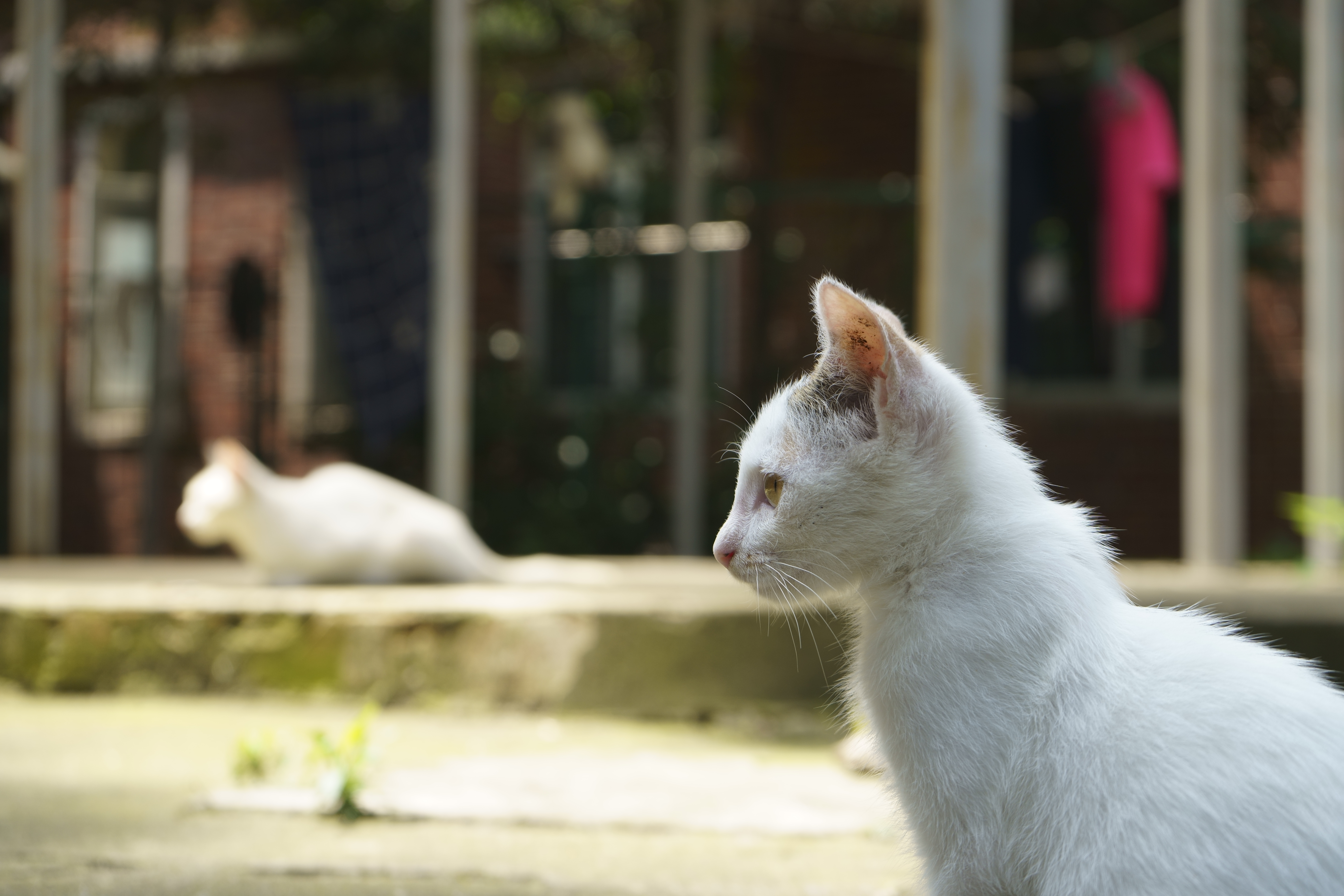 Two white cats outdoors HD Wallpaper