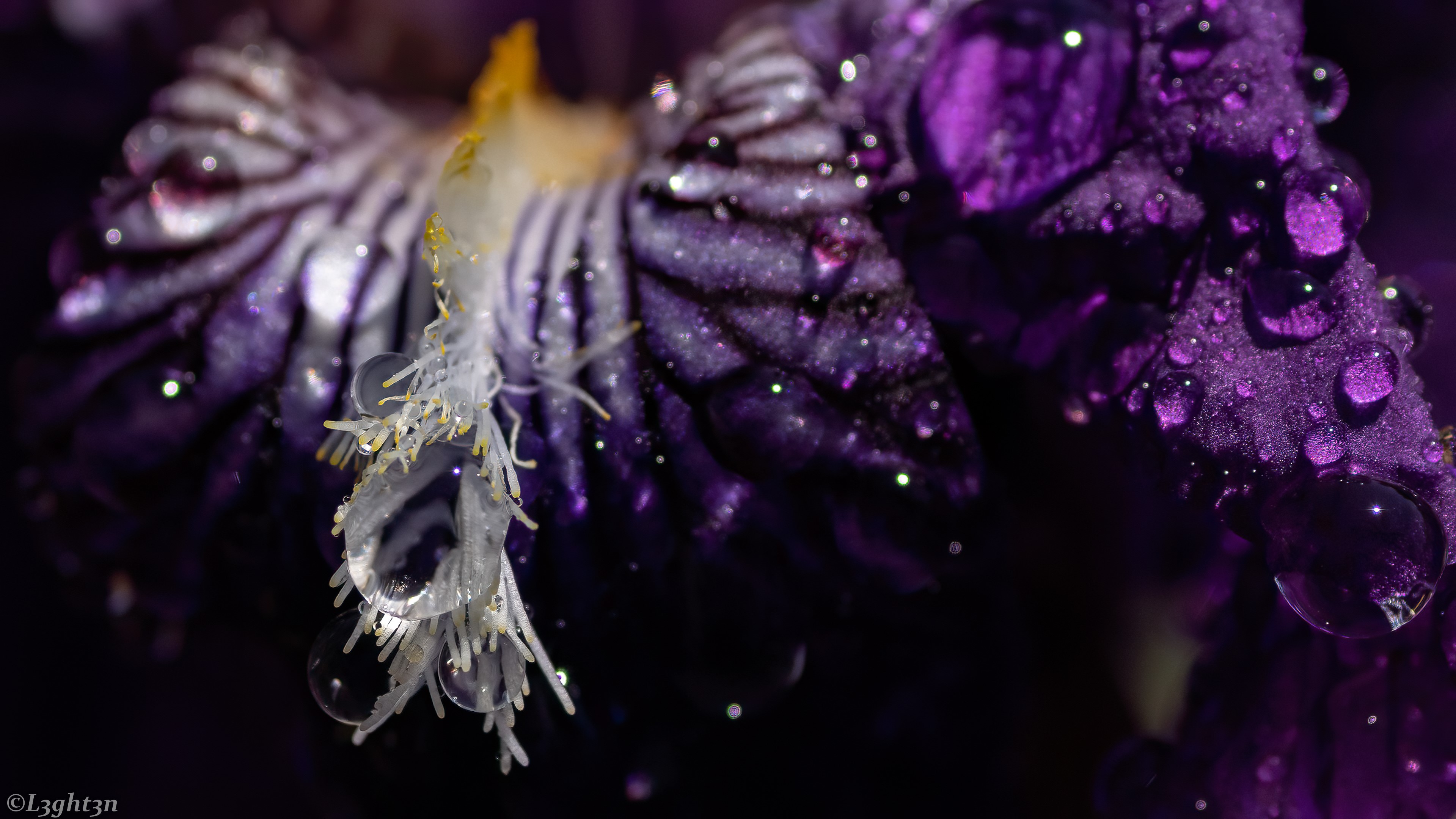 Macro photography of a purple flower with water droplets HD Wallpaper