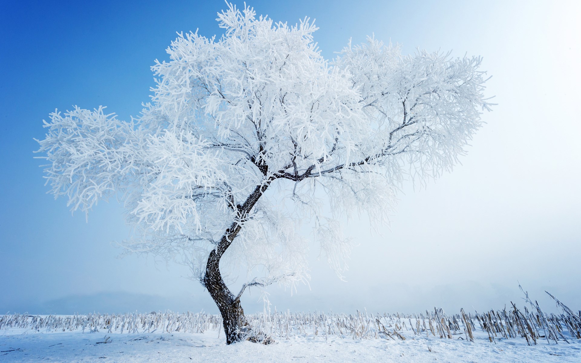 Tree covered in frost against a clear blue sky HD Wallpaper