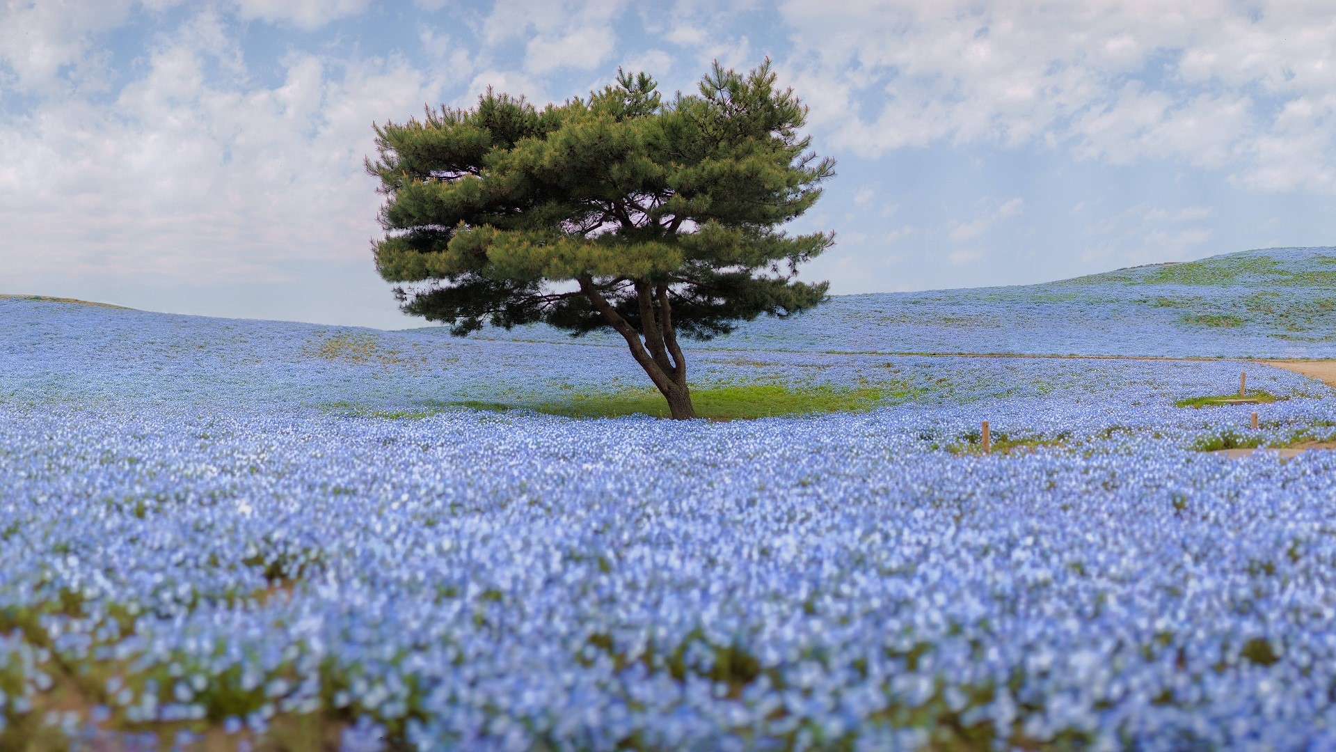 Lone tree in a field of blue flowers HD Wallpaper