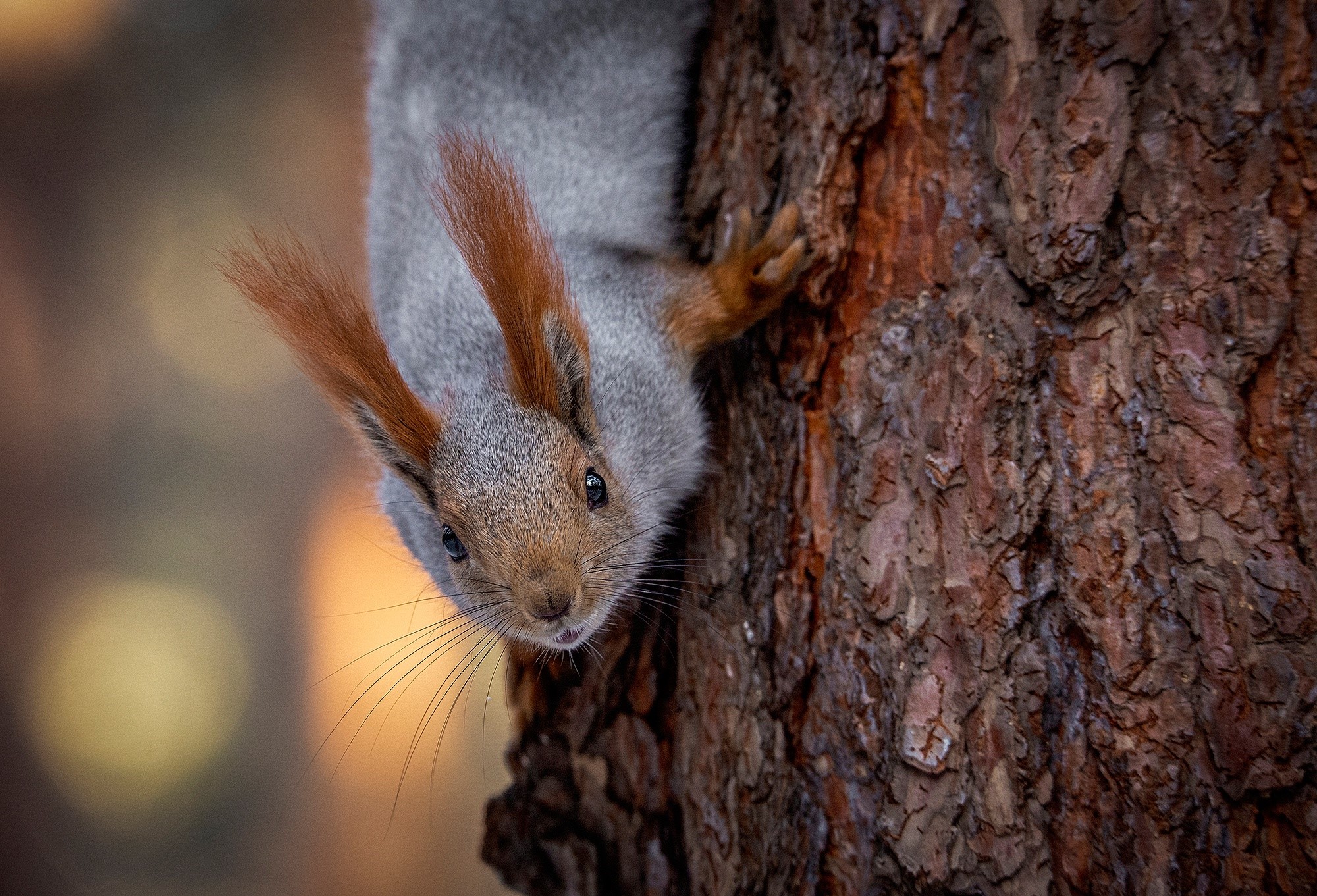 Squirrel hanging upside down on a tree trunk HD Wallpaper