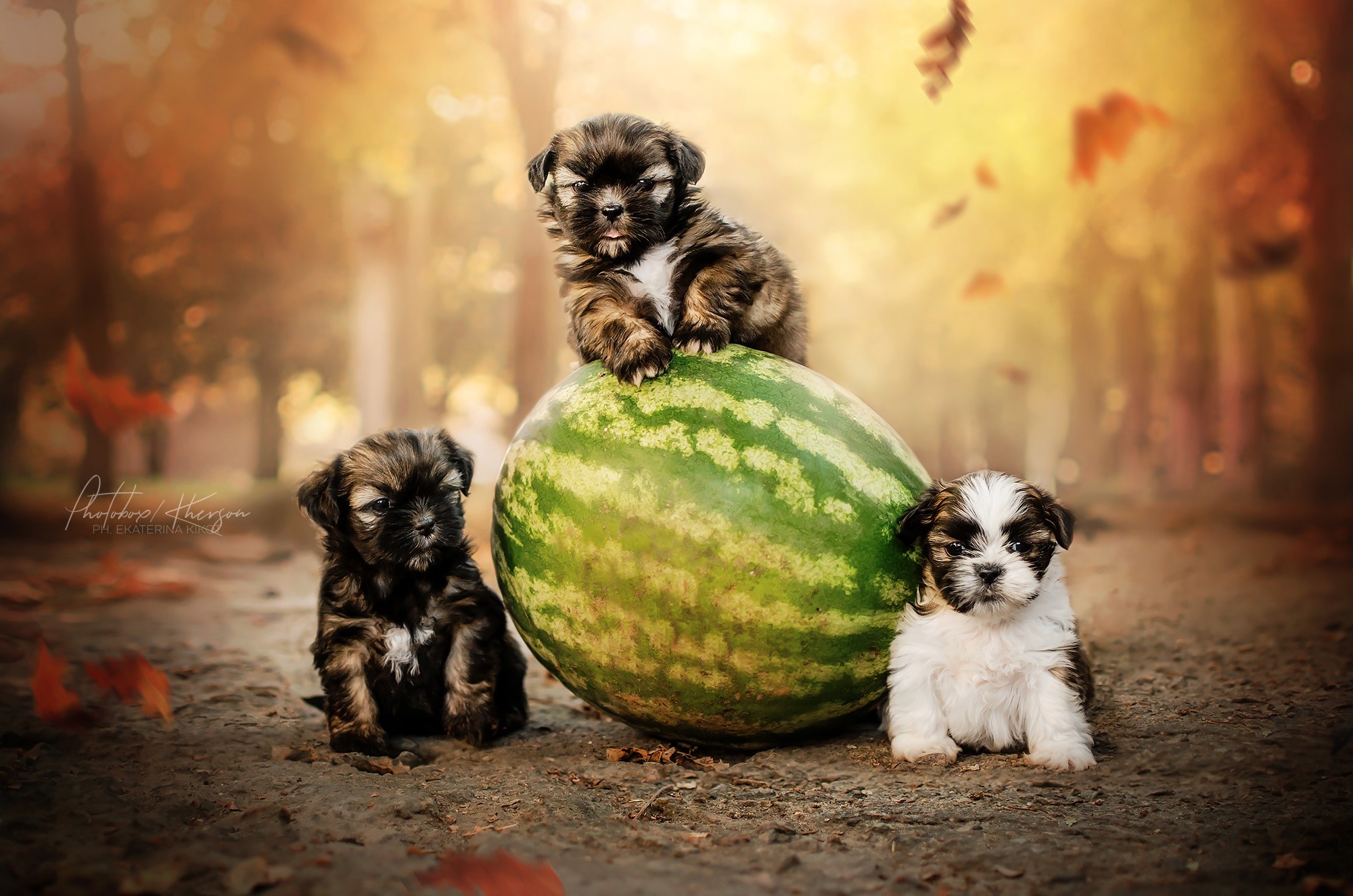Three Shih Tzu puppies with a watermelon HD Wallpaper
