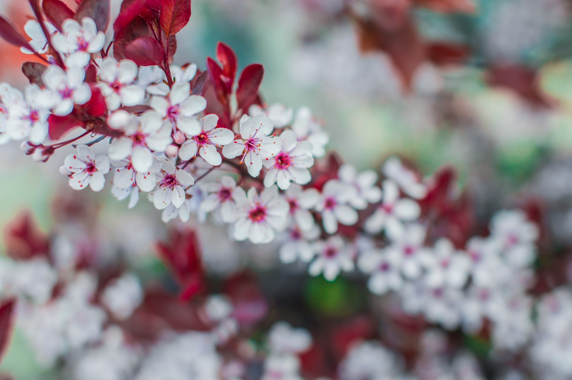 Close-up of white cherry blossoms with red leaves HD Wallpaper