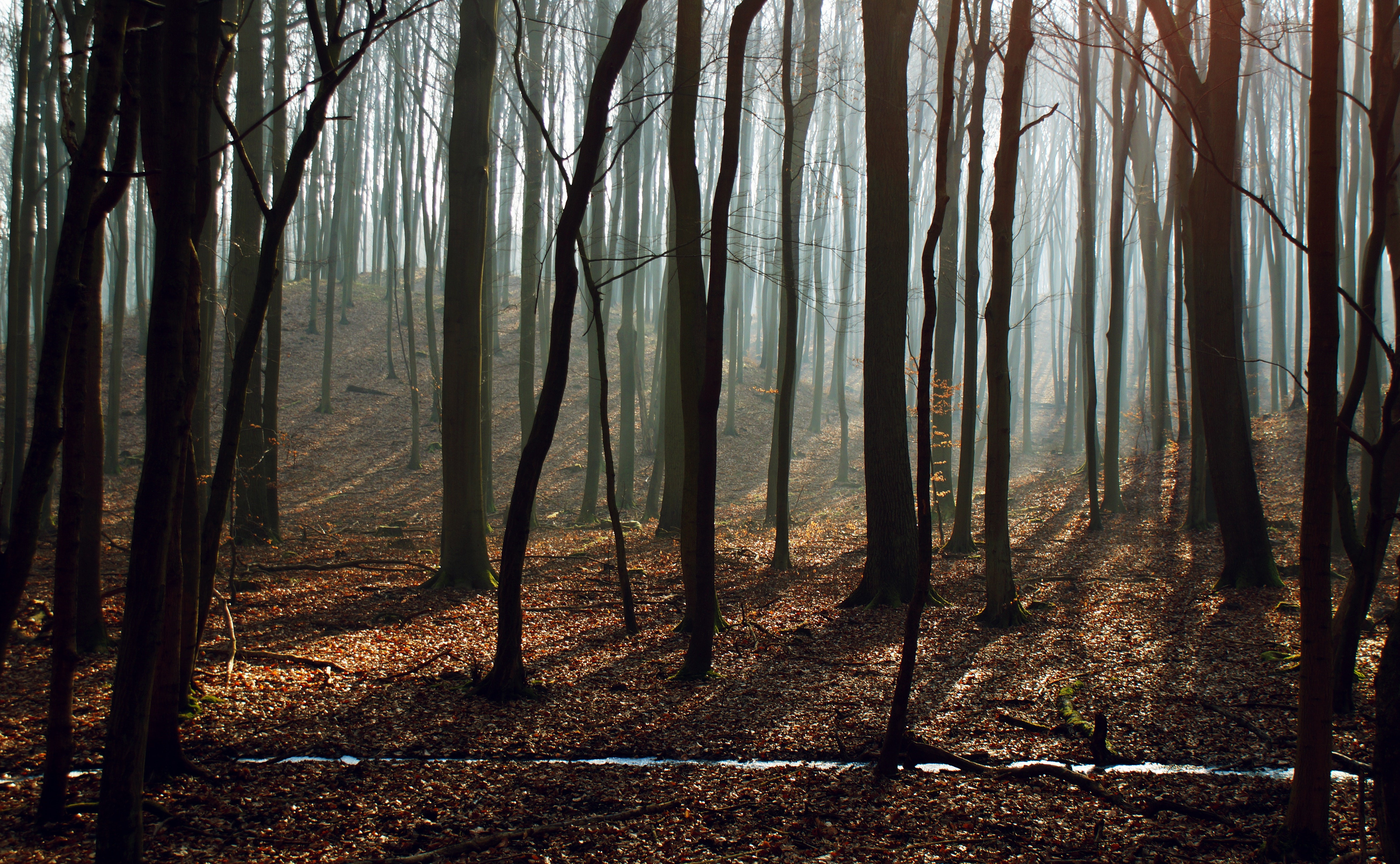 Forest with mist and fallen leaves HD Wallpaper