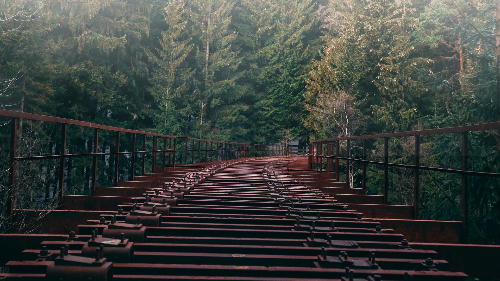 Abandoned railway bridge in a dense forest HD Wallpaper