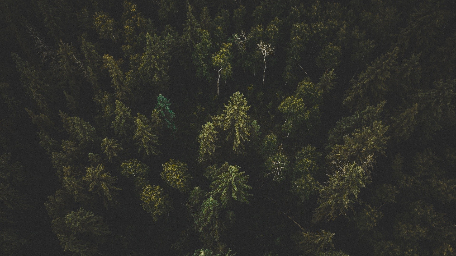 Aerial view of a dense forest canopy HD Wallpaper