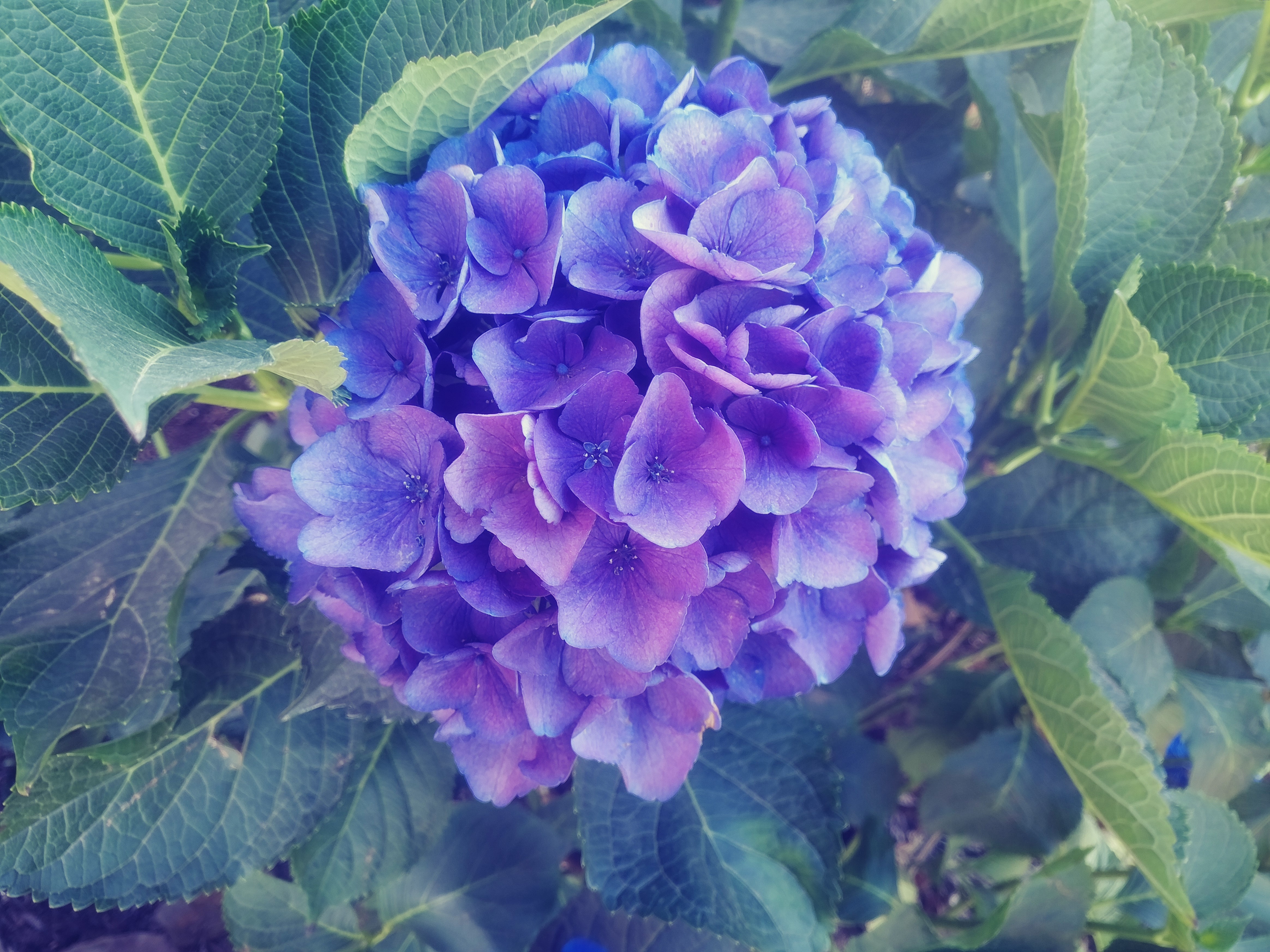 Purple Hydrangea Flower in Oregon HD Wallpaper