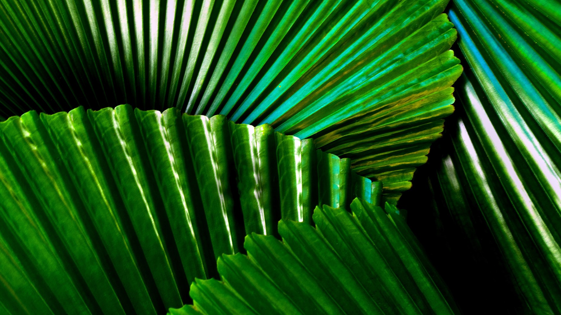 Close-up of green pleated palm leaves HD Wallpaper
