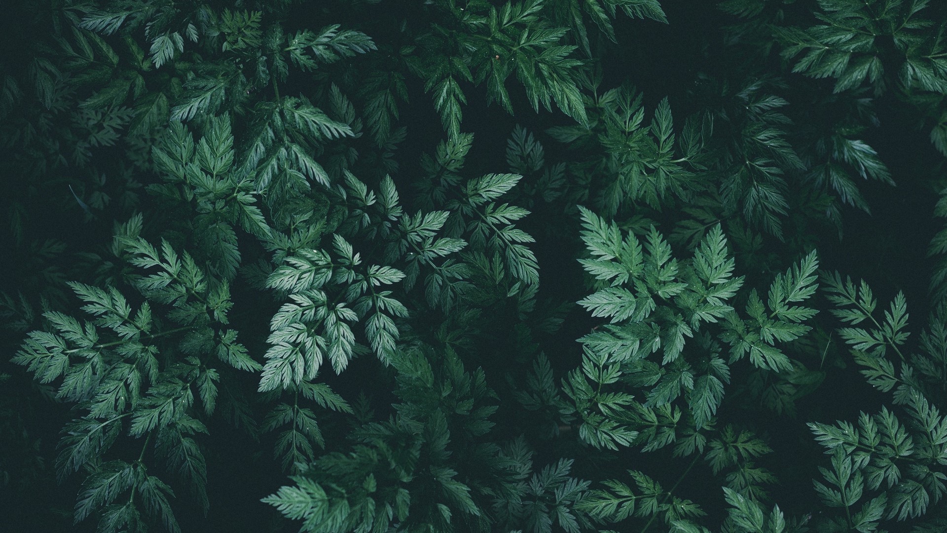 Dark green fern leaves from above HD Wallpaper