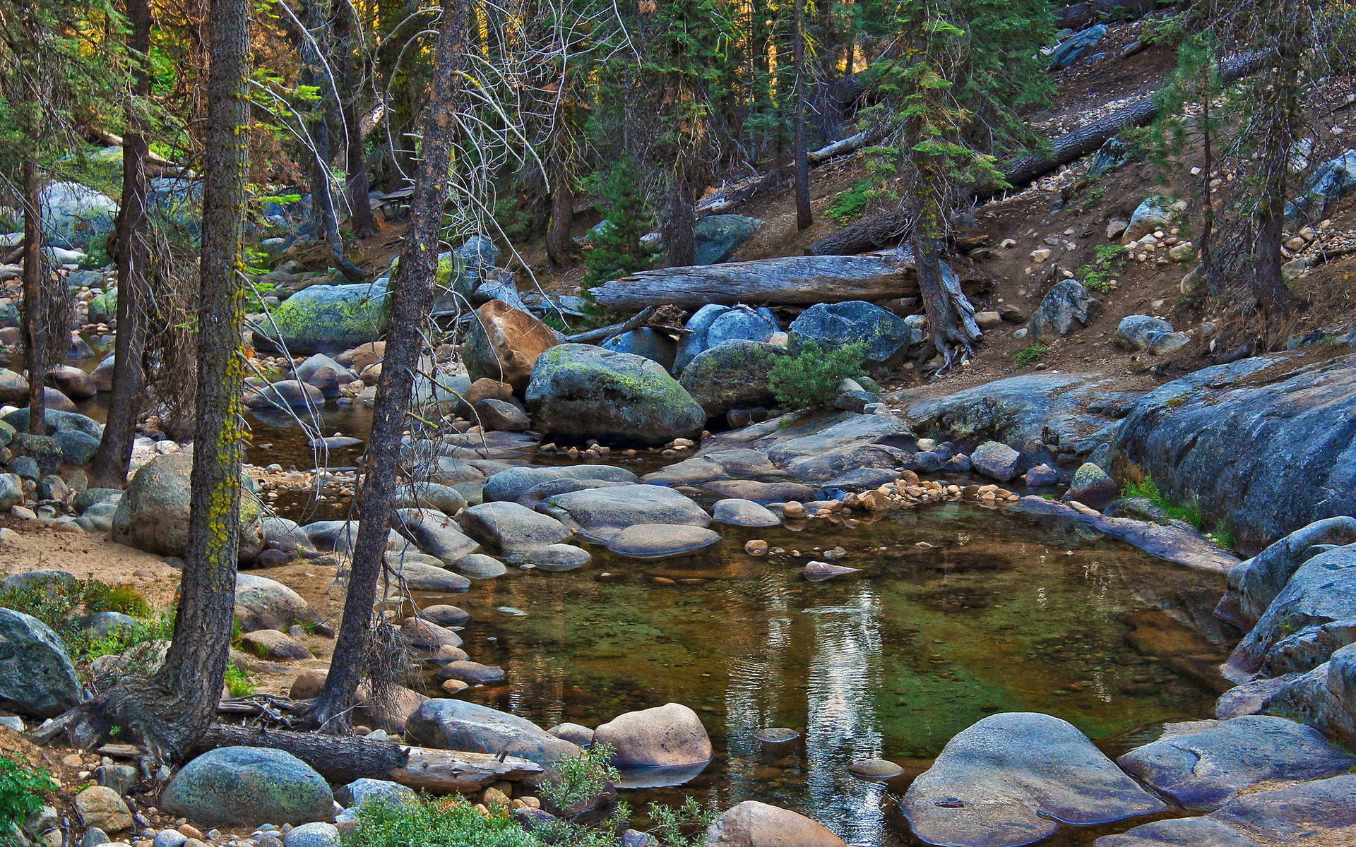 Forest stream with rocks and trees HD Wallpaper