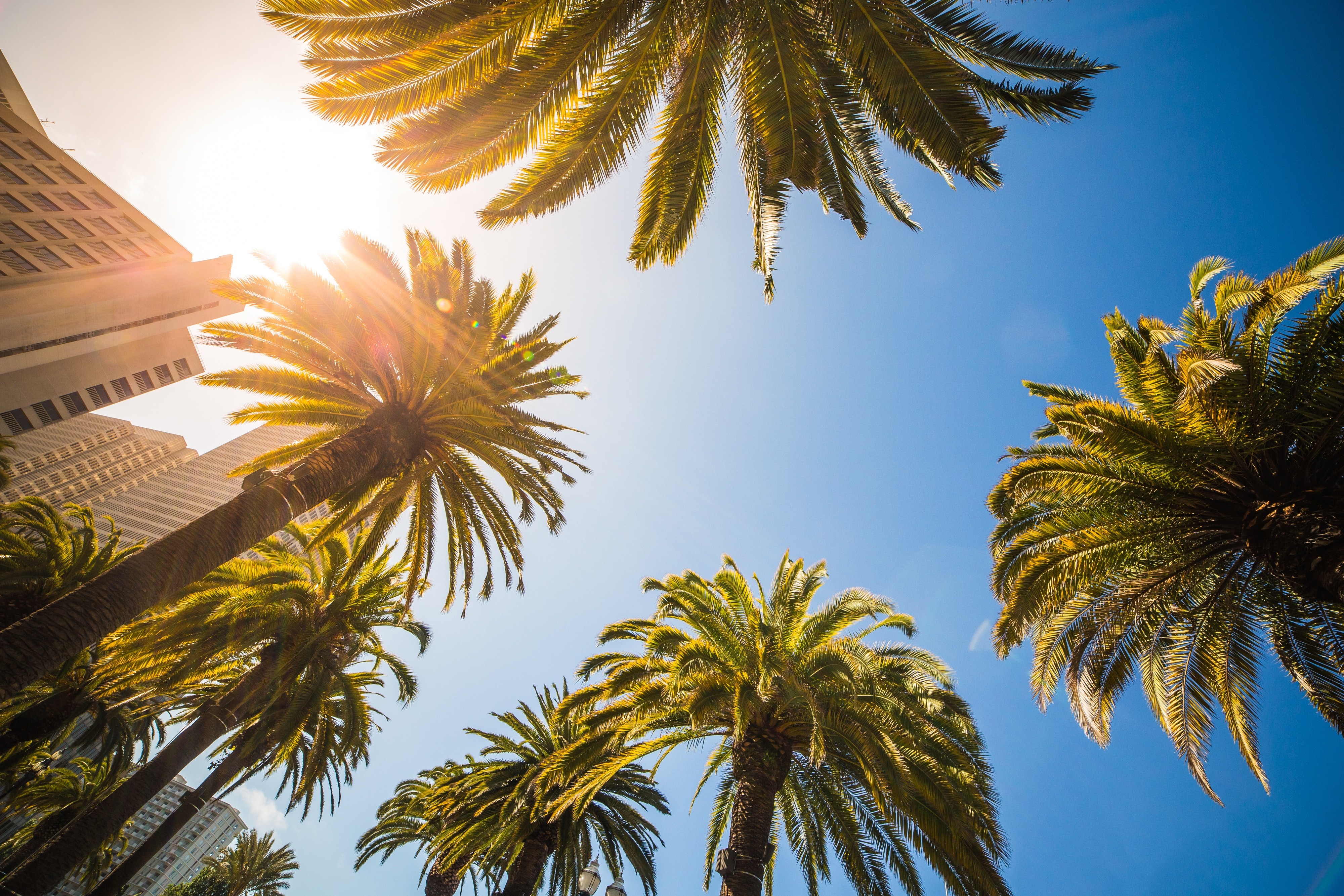 Palm trees against a blue sky with skyscrapers HD Wallpaper