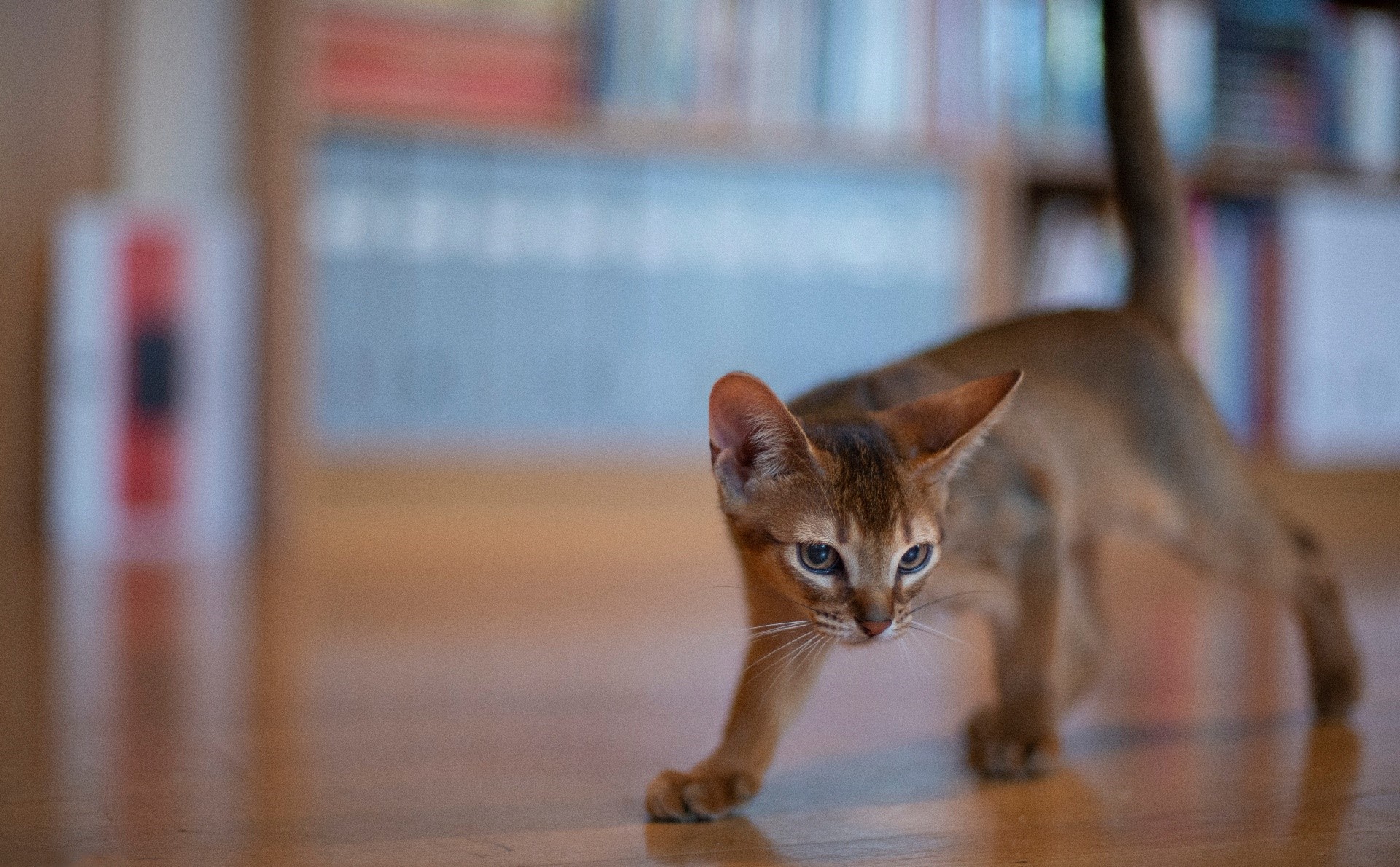 Abyssinian kitten walking on a wooden floor indoors HD Wallpaper