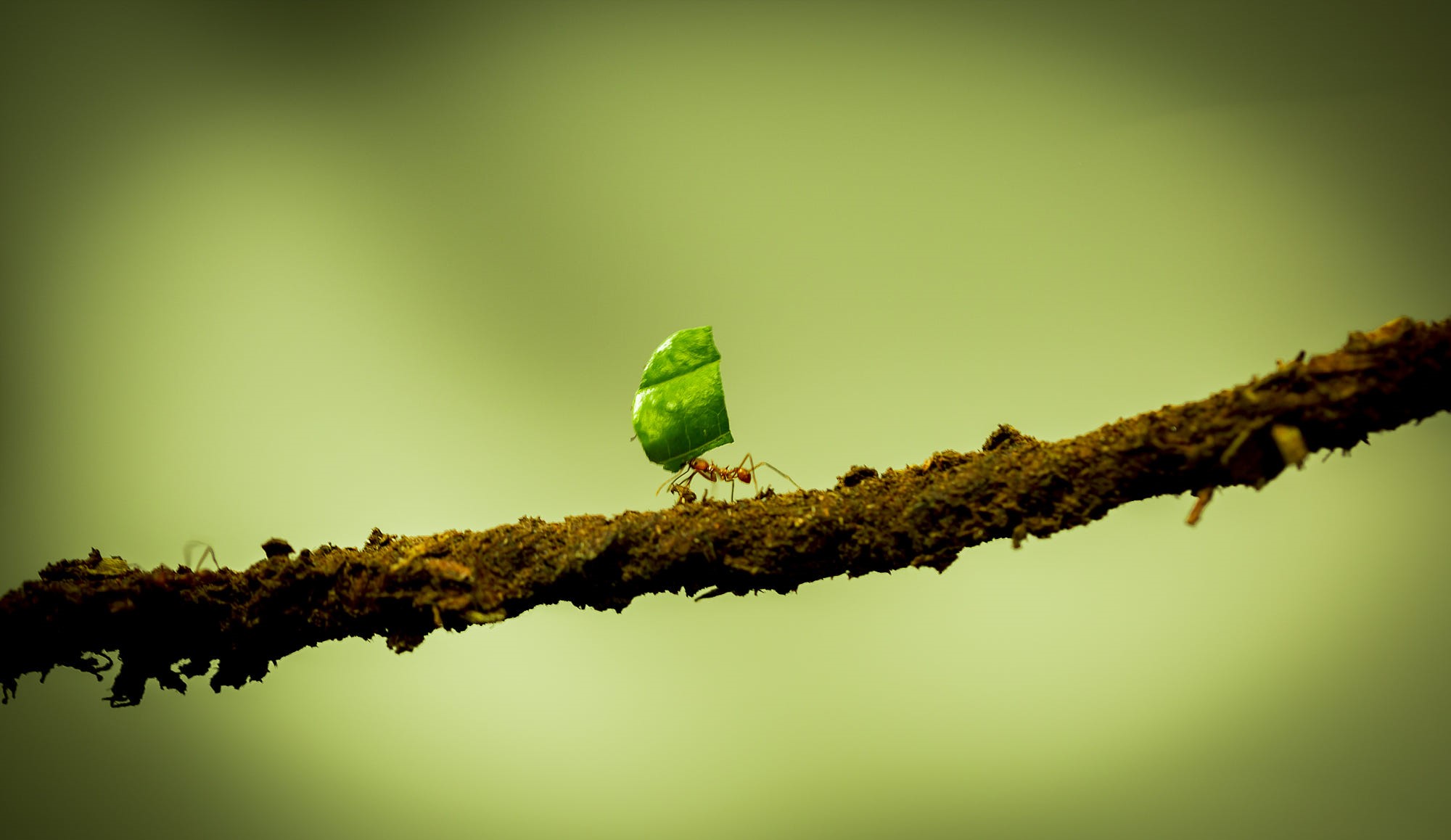 Ant carrying a leaf on a branch HD Wallpaper