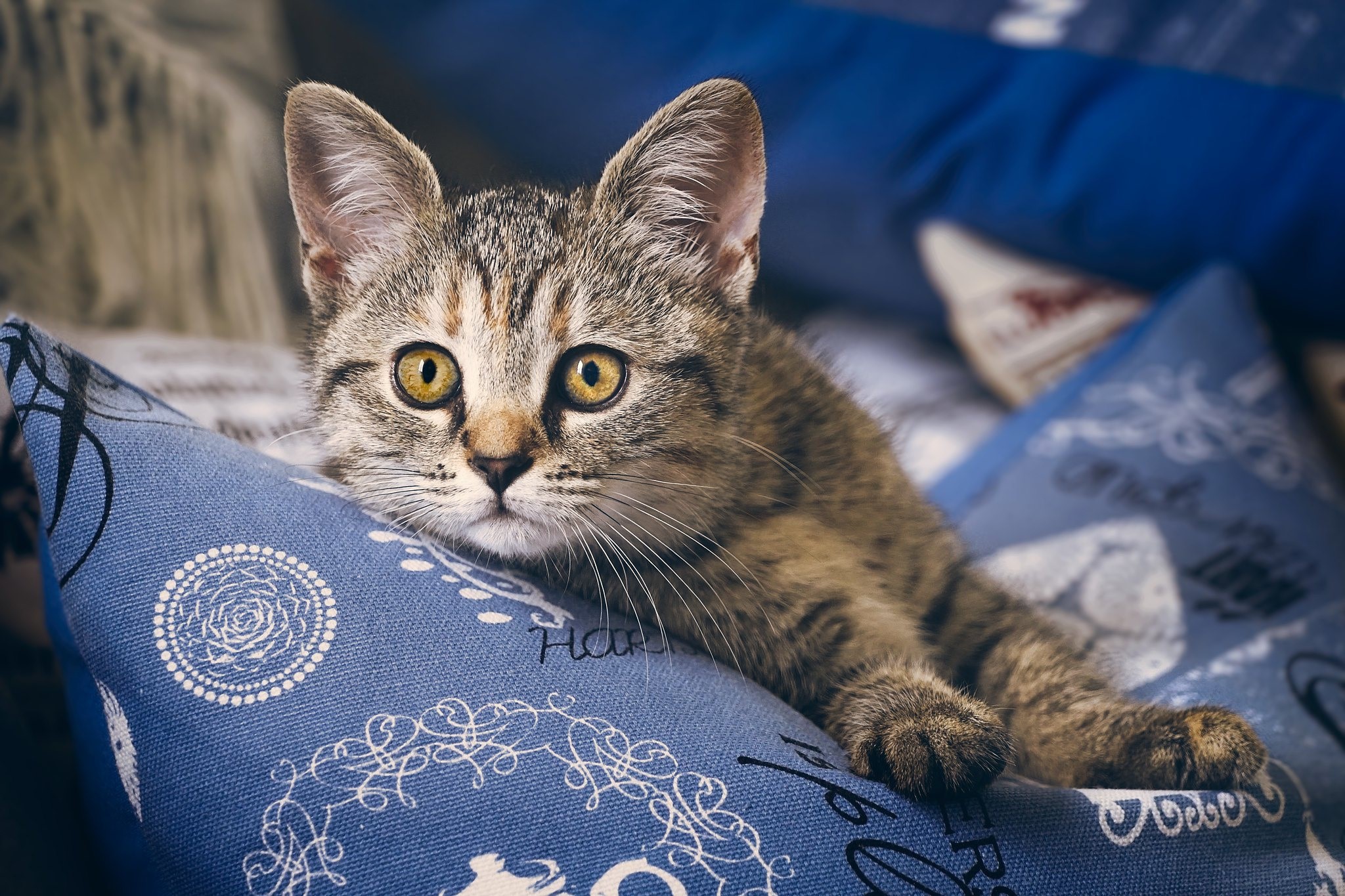 Tabby kitten with yellow eyes on blue pillows HD Wallpaper