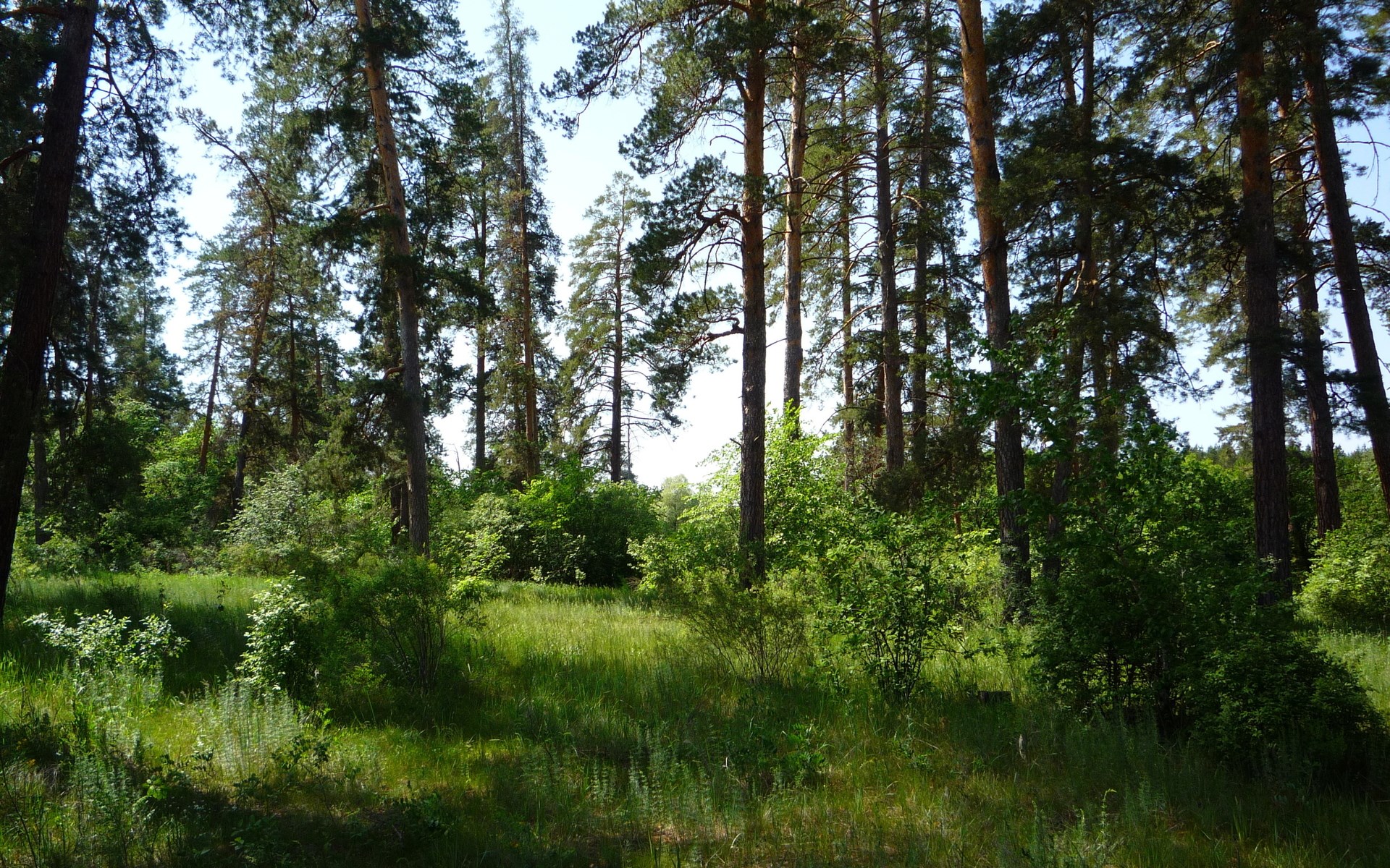 Pine forest with green undergrowth HD Wallpaper