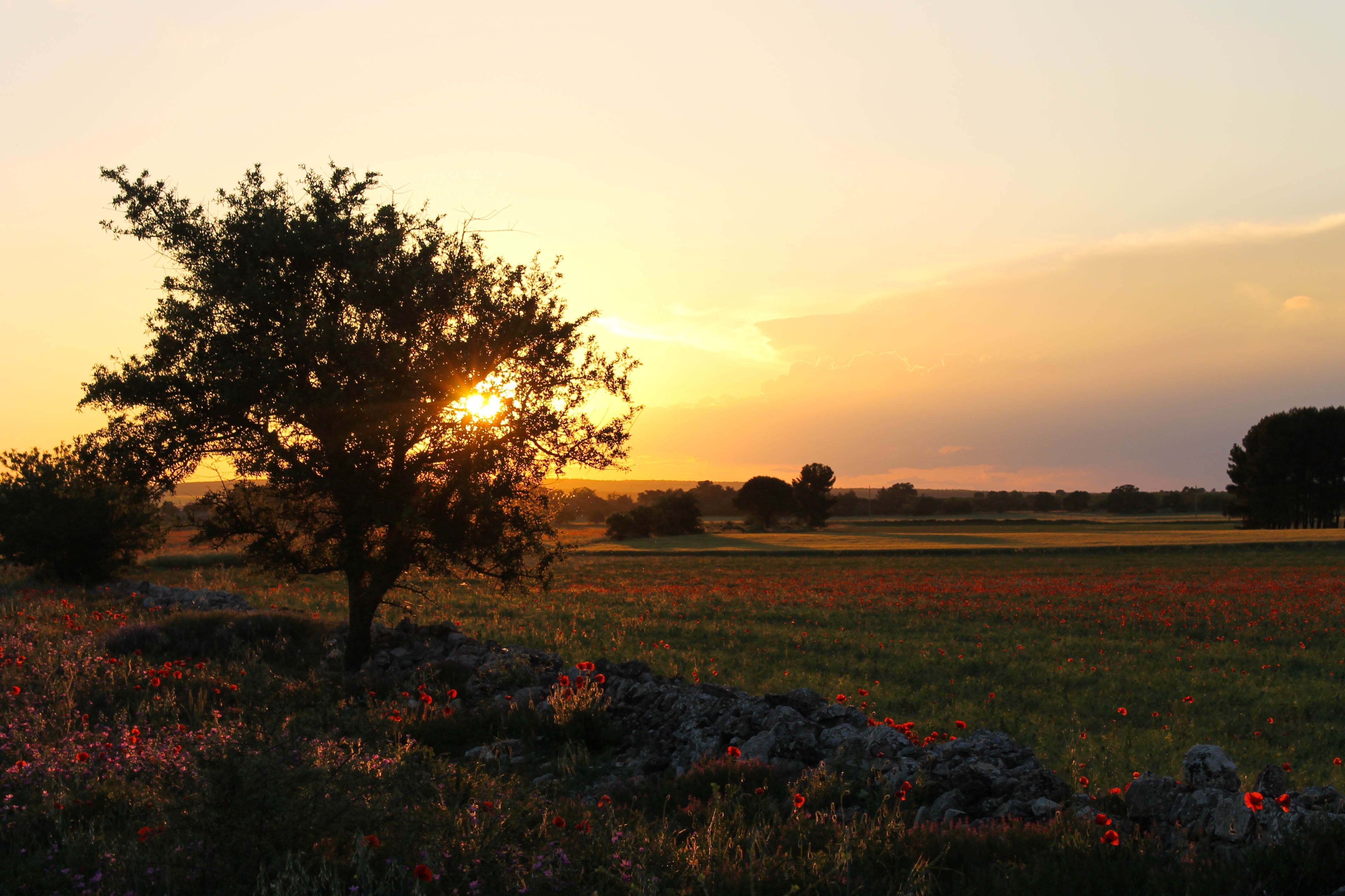 4K Puglia Murgia Landscape at Sunset HD Wallpaper