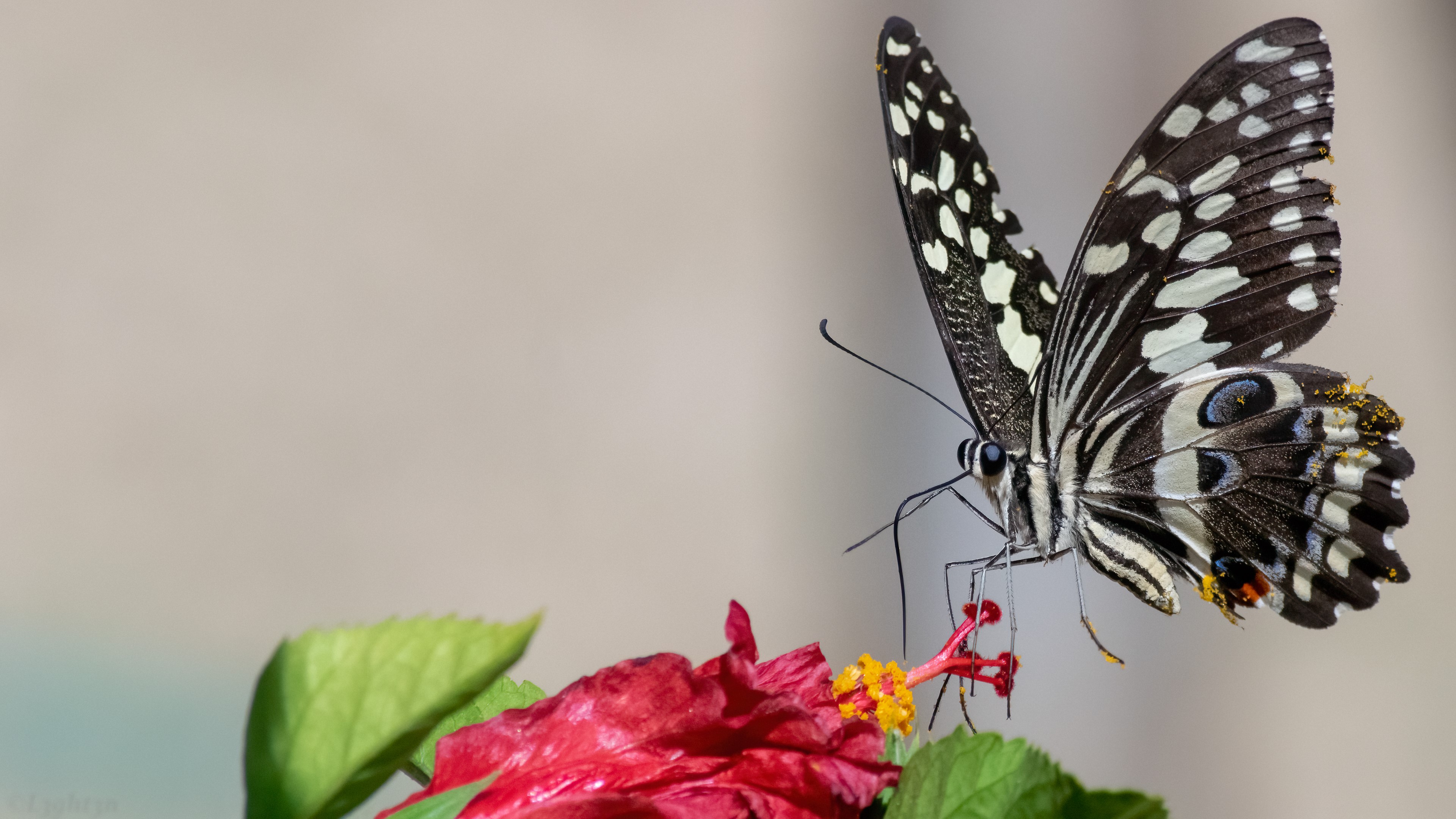Butterfly on a red flower, macro photography HD Wallpaper