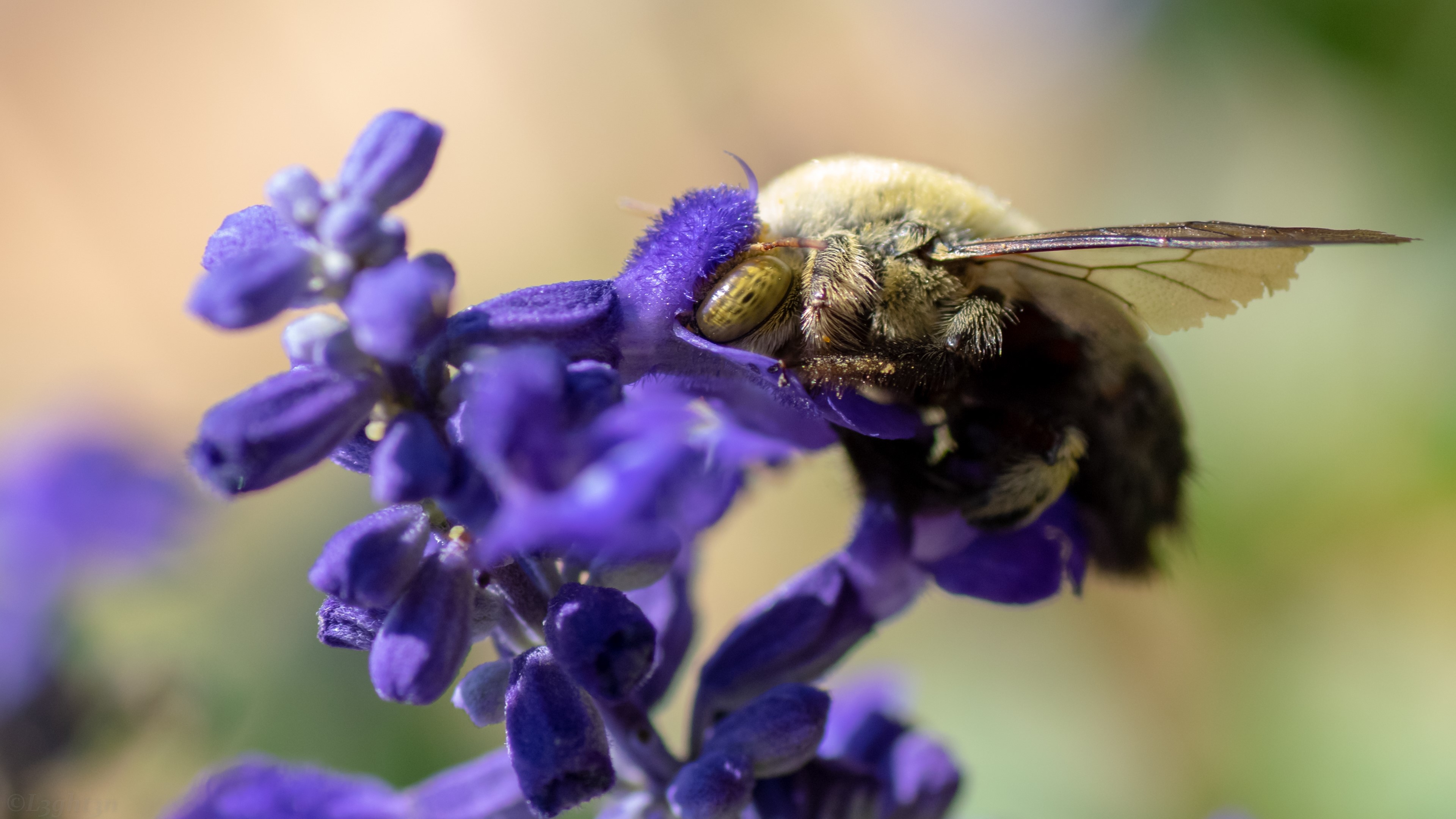 Bumblebee on purple flower HD Wallpaper