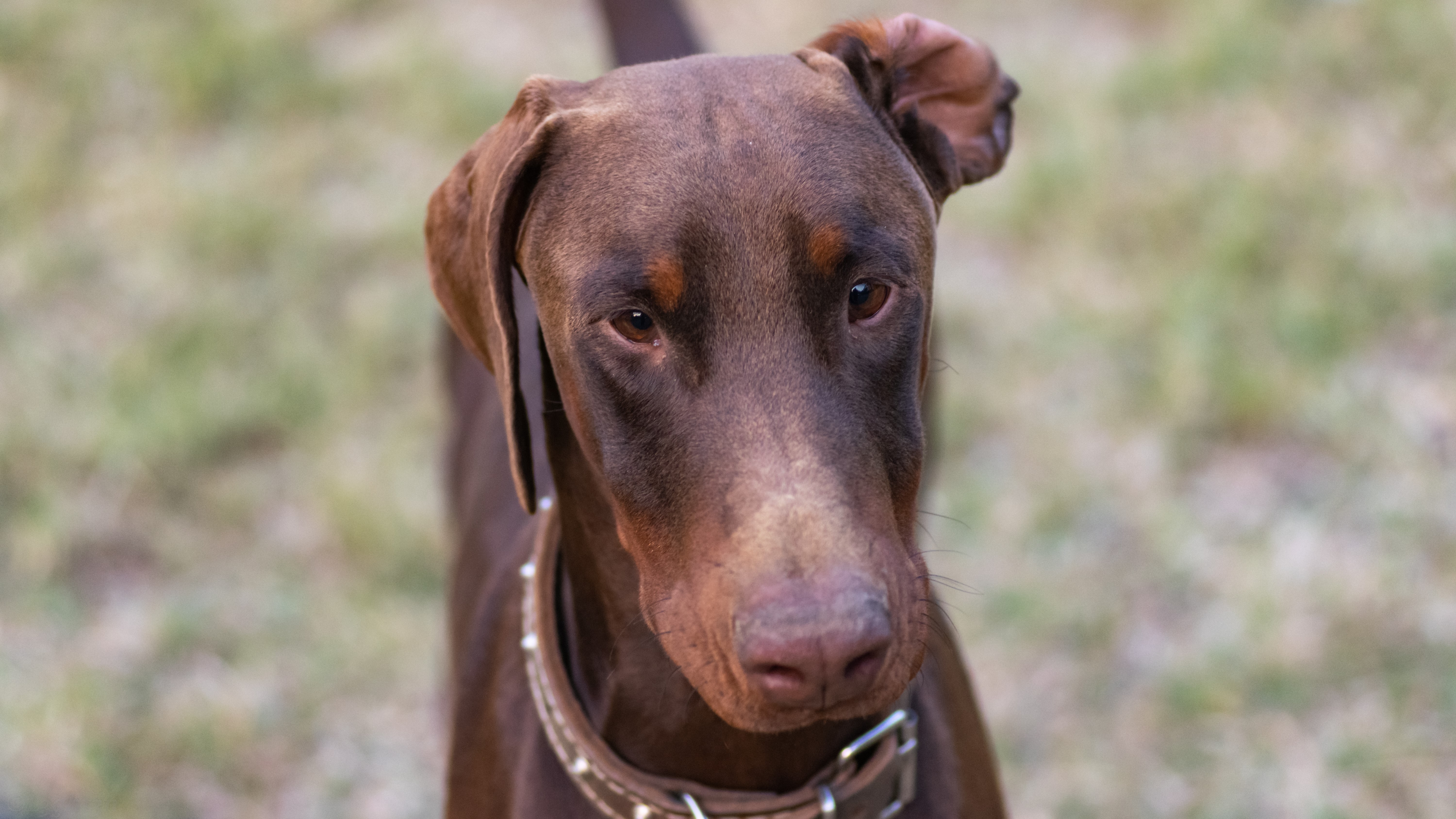 Brown Doberman Pinscher dog with collar HD Wallpaper