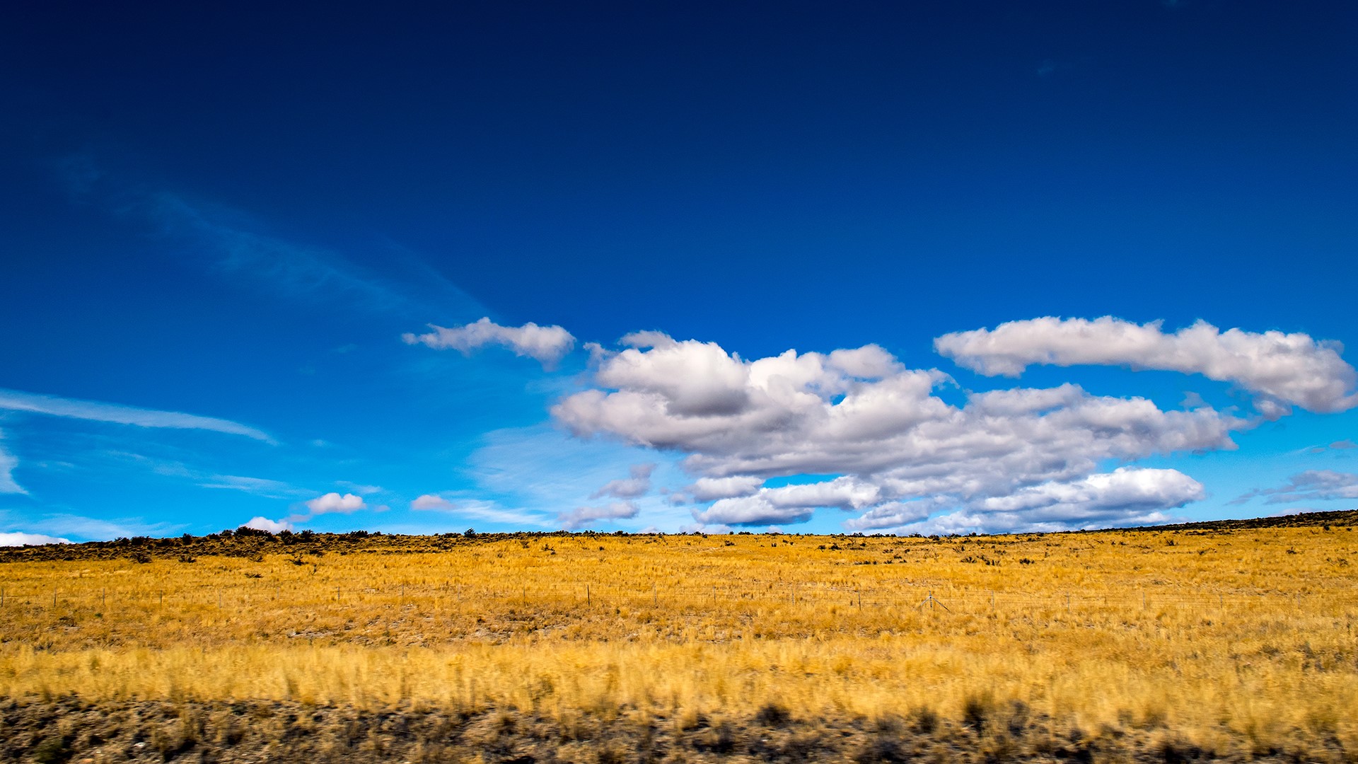 Golden field under a blue sky with clouds HD Wallpaper