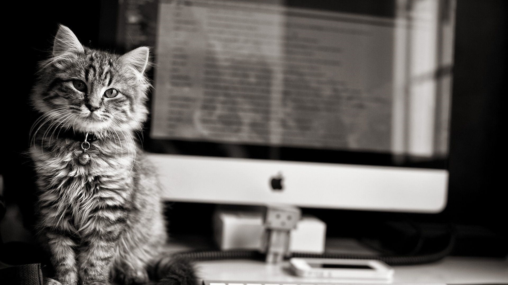 Fluffy cat sitting in front of an Apple computer HD Wallpaper