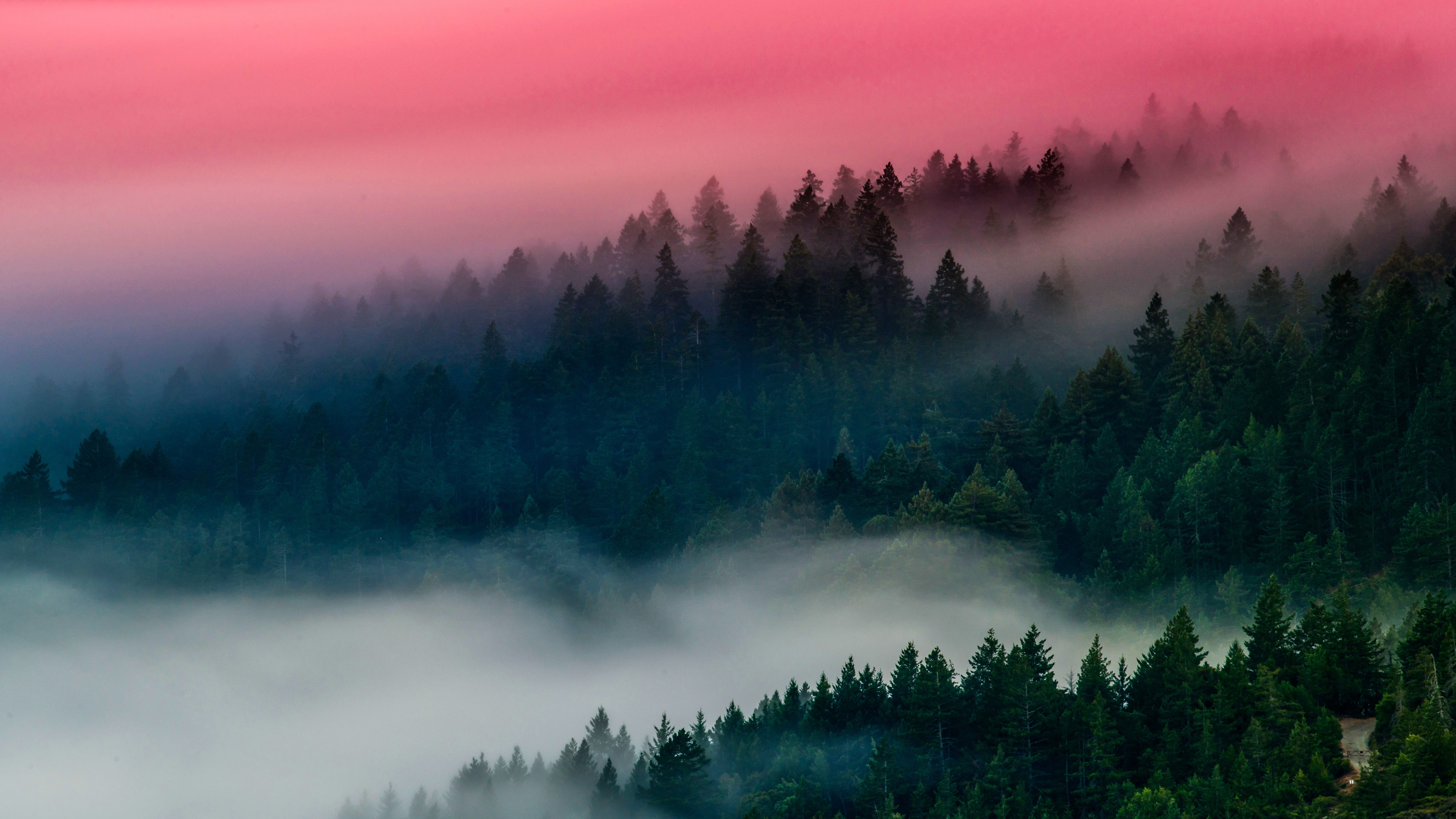 4K forest with pink mist HD Wallpaper