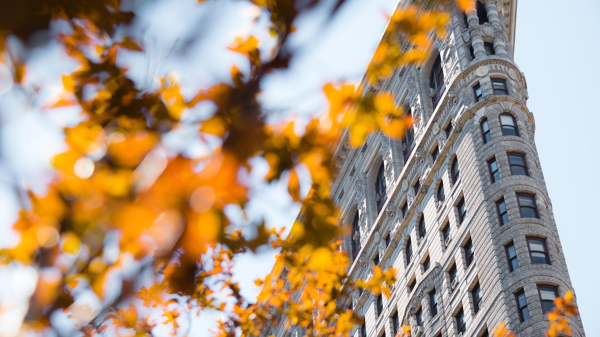 Flatiron Building with Autumn Leaves HD Wallpaper