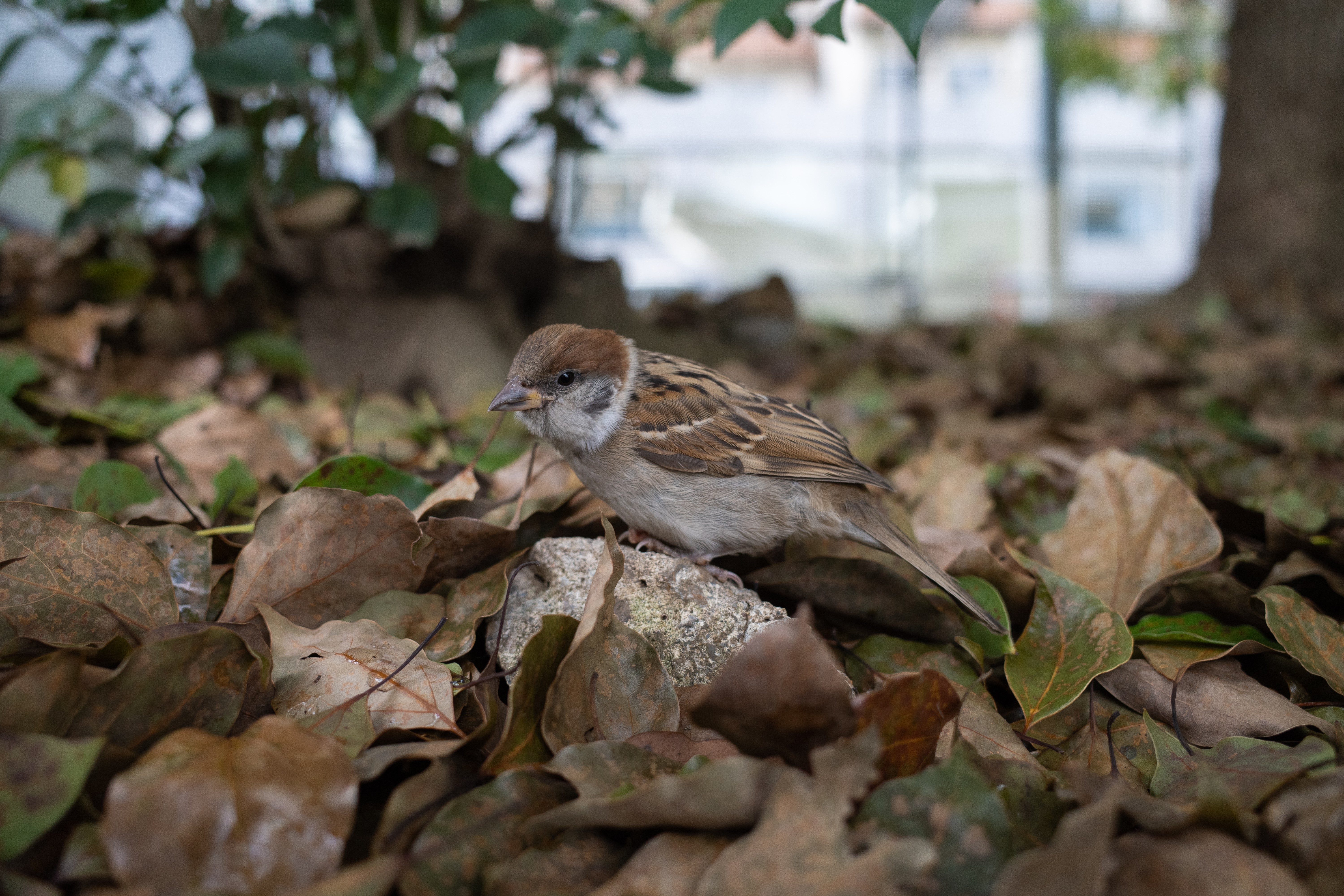 Sparrow perched on a rock surrounded by fallen leaves HD Wallpaper