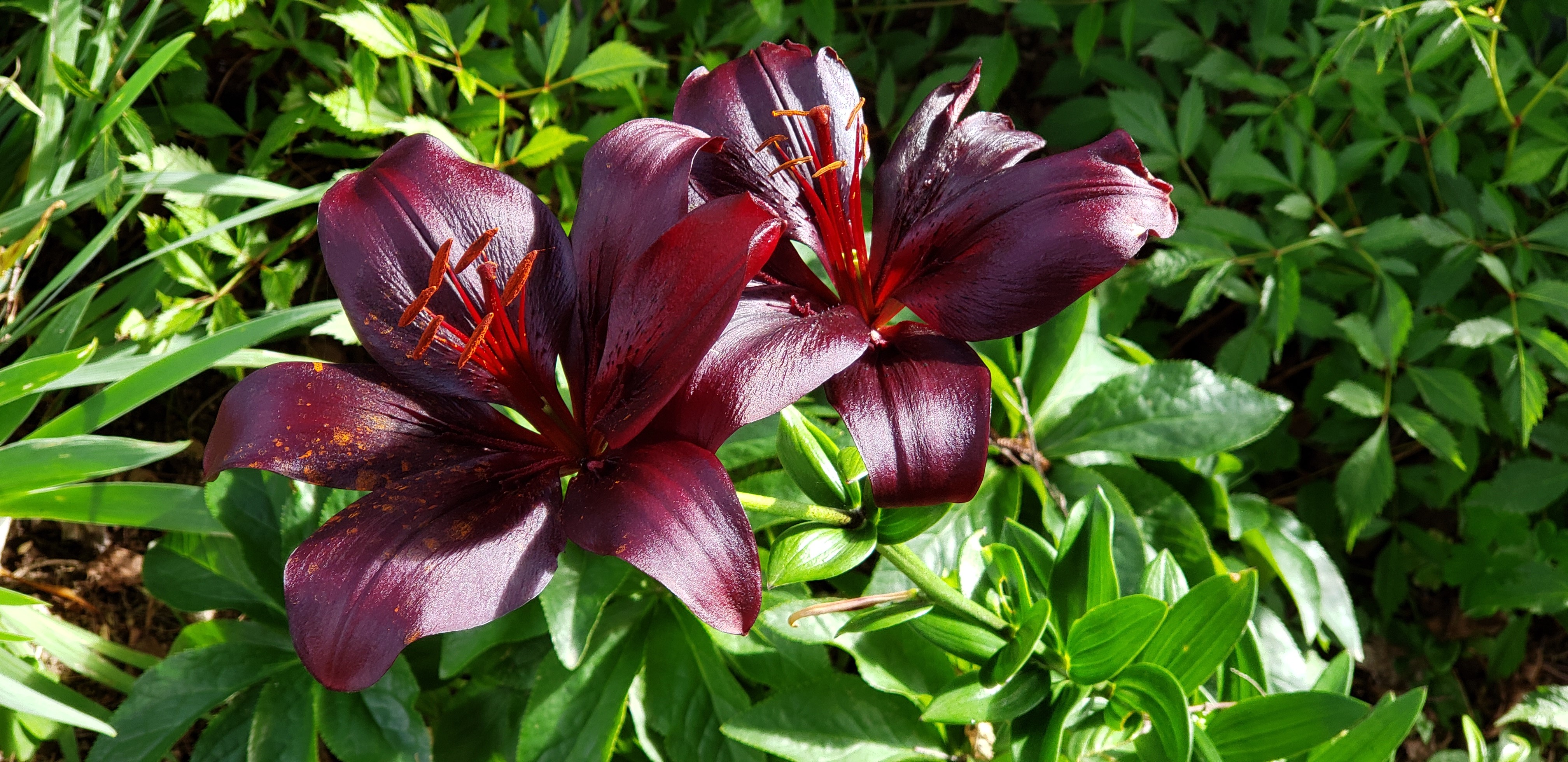 4K close-up of dark purple lilies HD Wallpaper