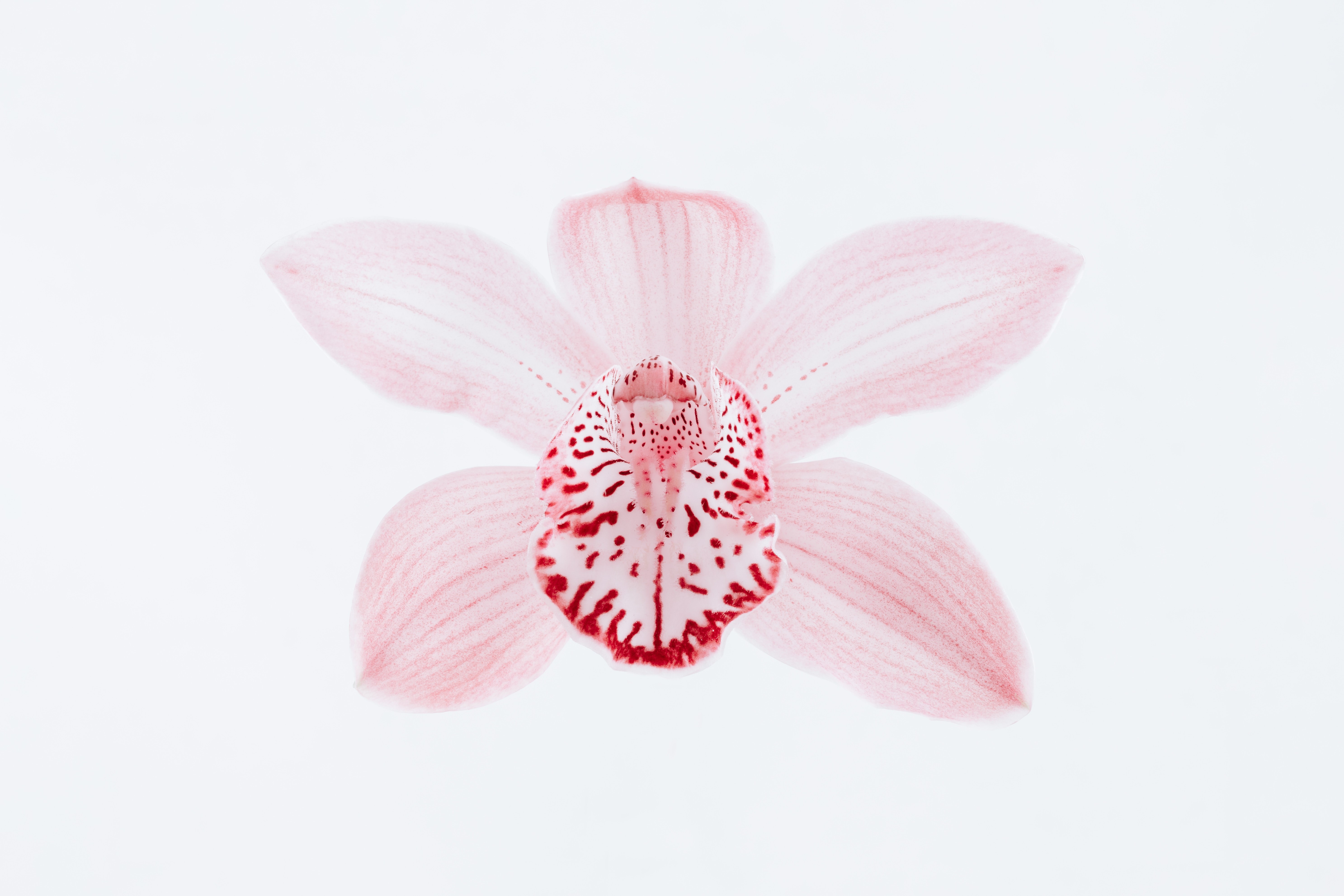 Pink orchid flower with red spots on white background HD Wallpaper