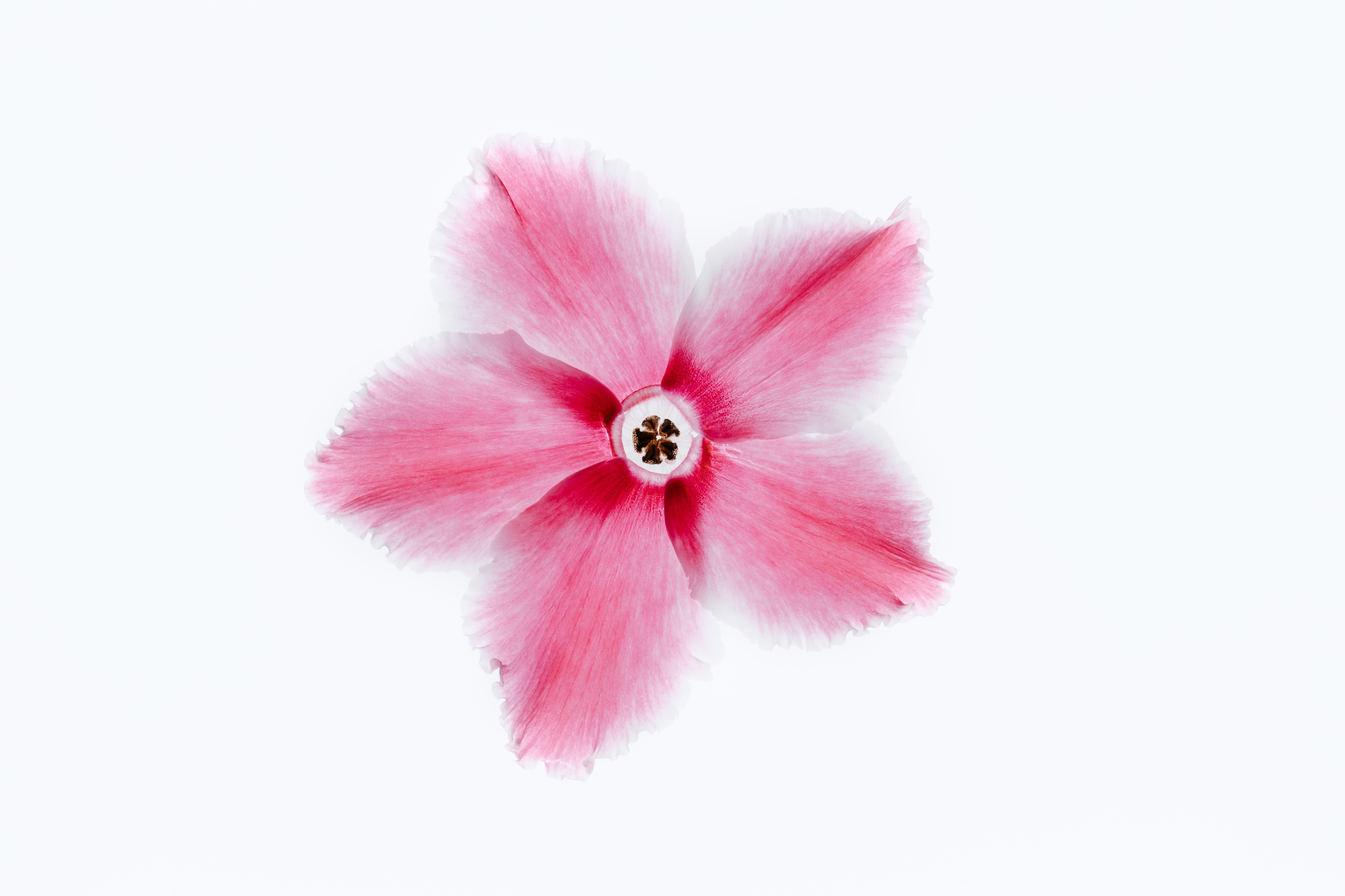 Pink and white flower petals on white background HD Wallpaper