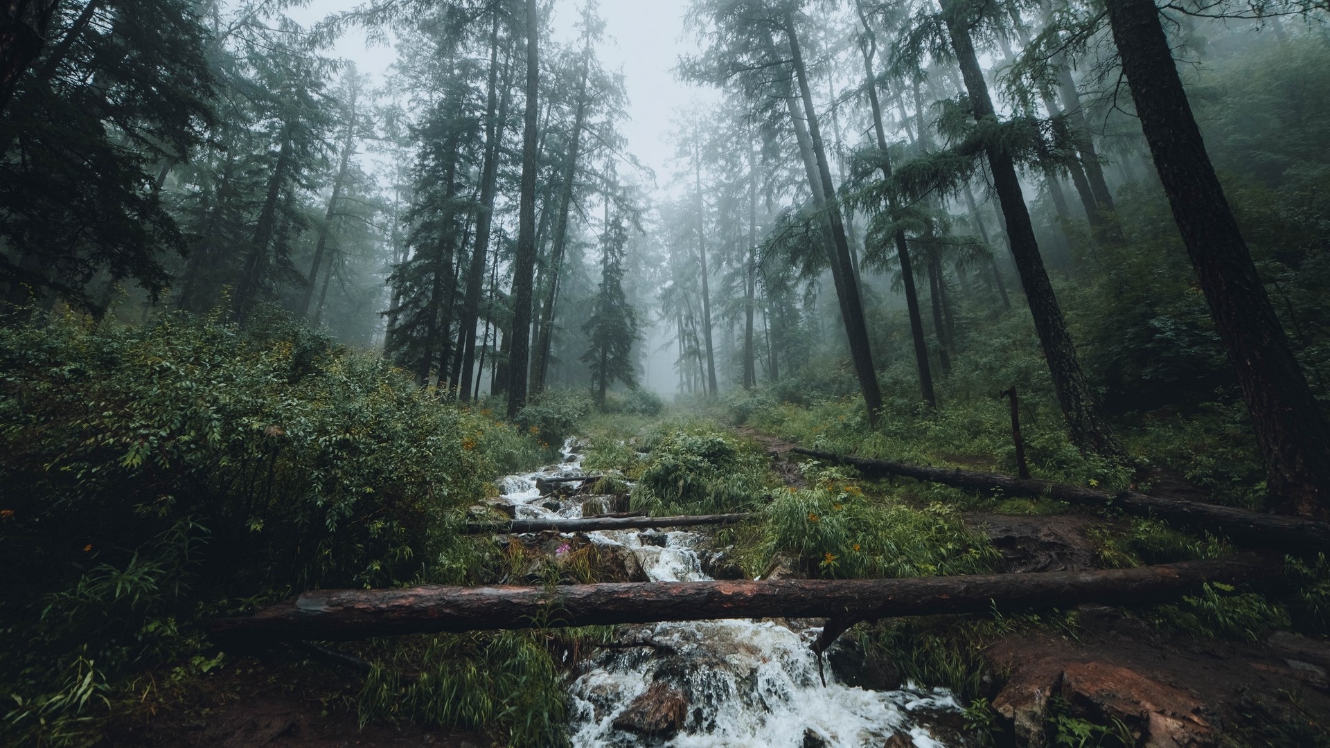 Misty forest with a stream and fallen log HD Wallpaper