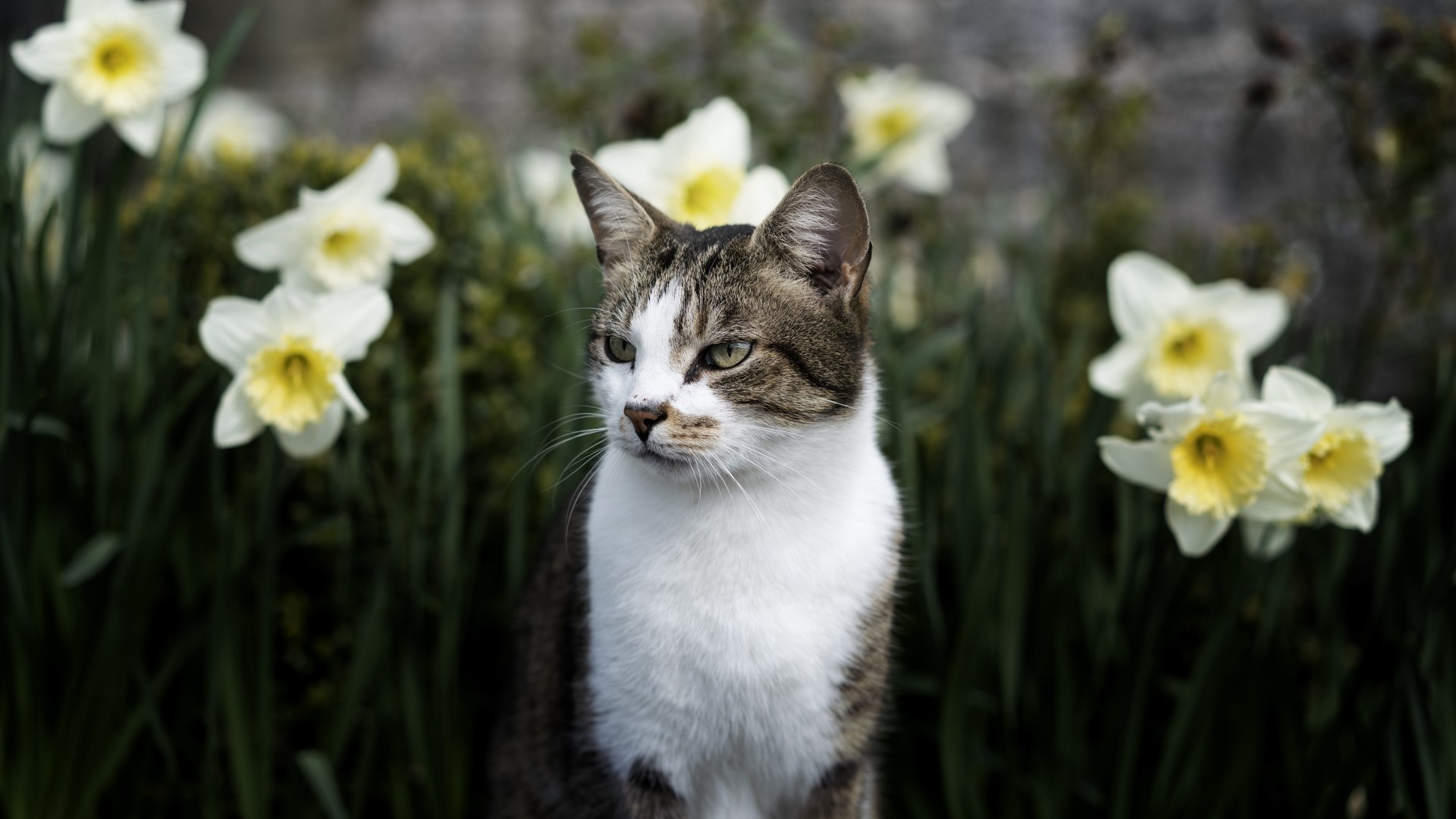 Tabby cat sitting among daffodils HD Wallpaper