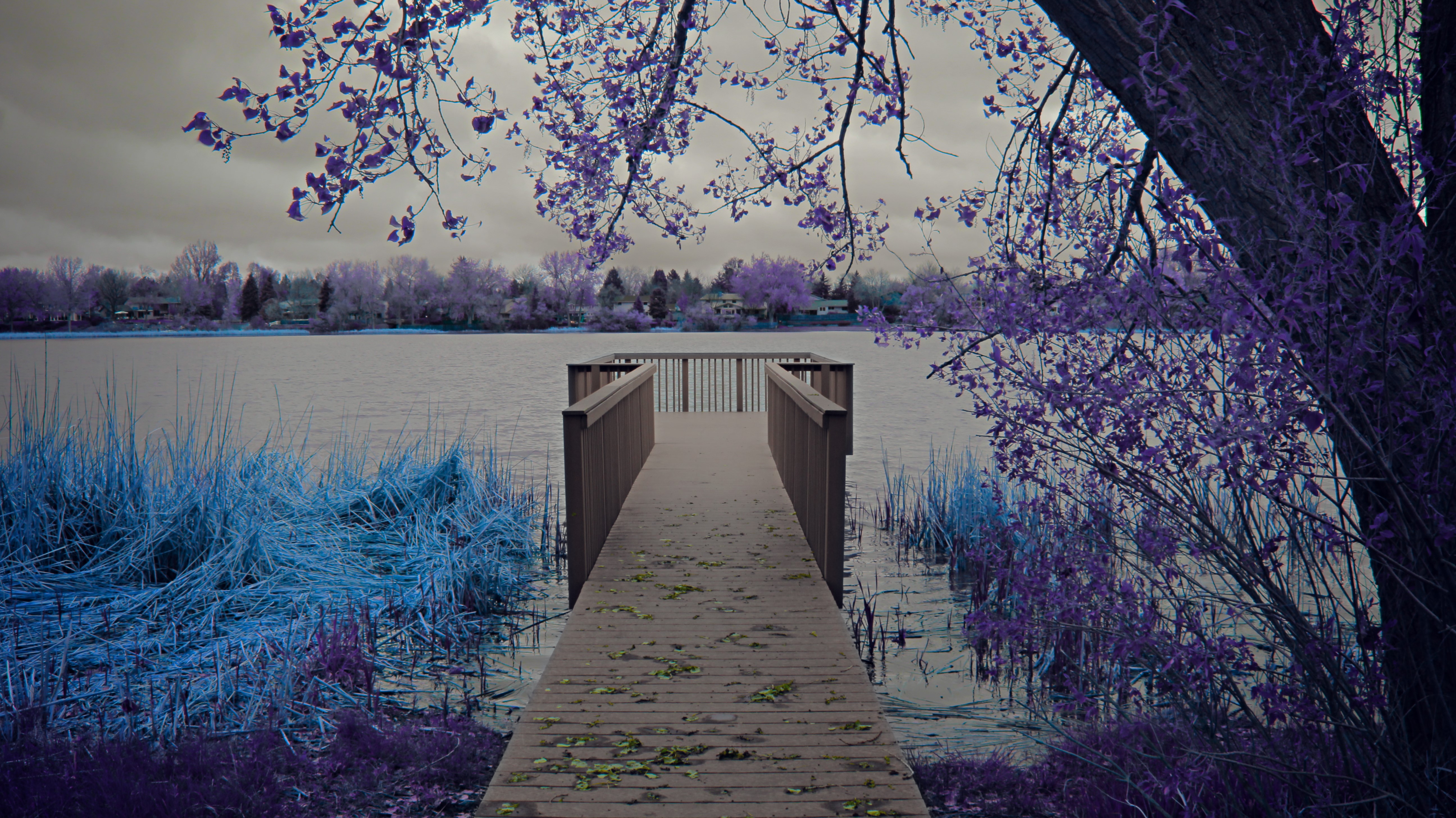 Infrared photography of a dock on a lake with purple trees HD Wallpaper