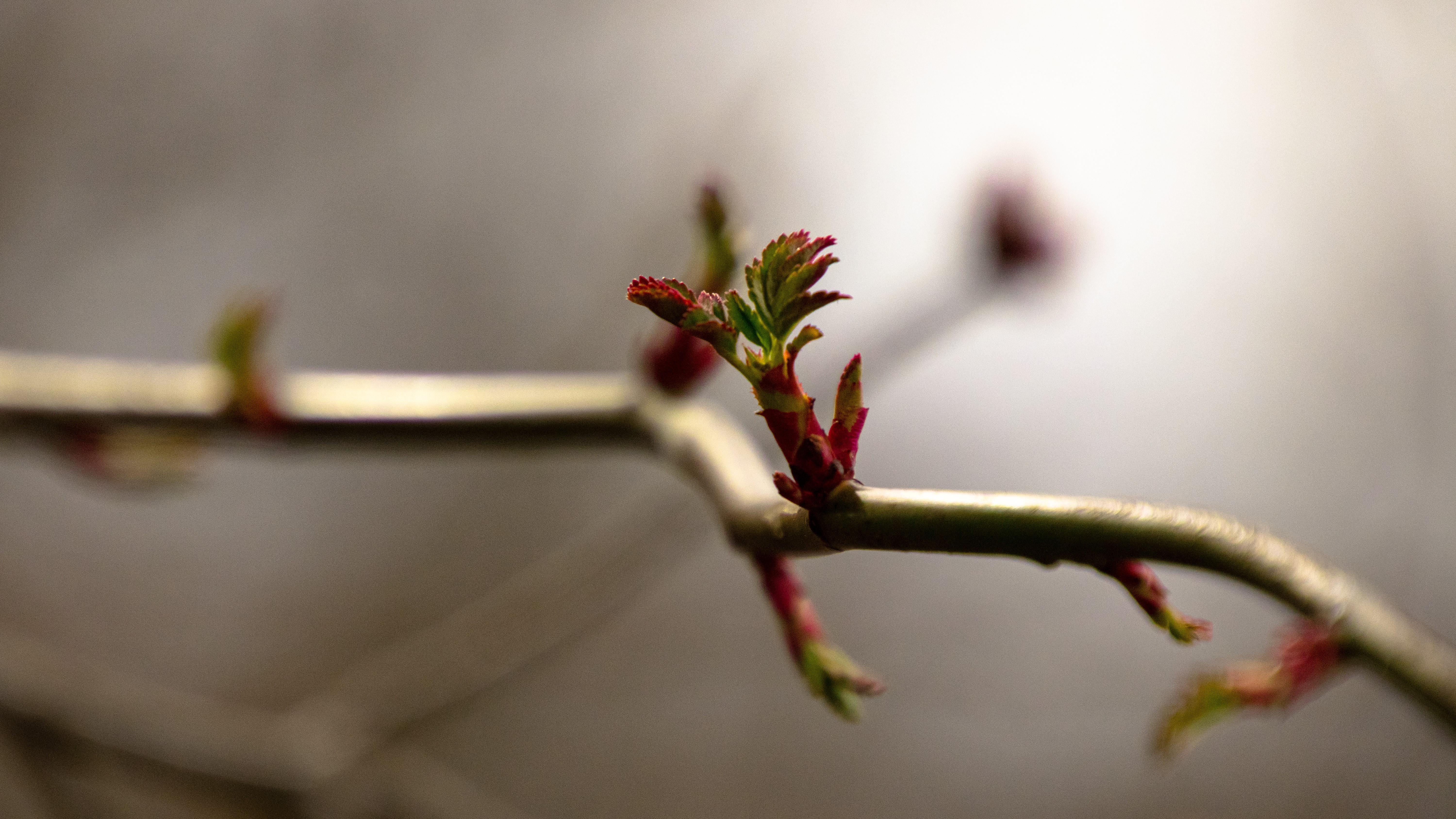 Branch with new leaves and buds HD Wallpaper