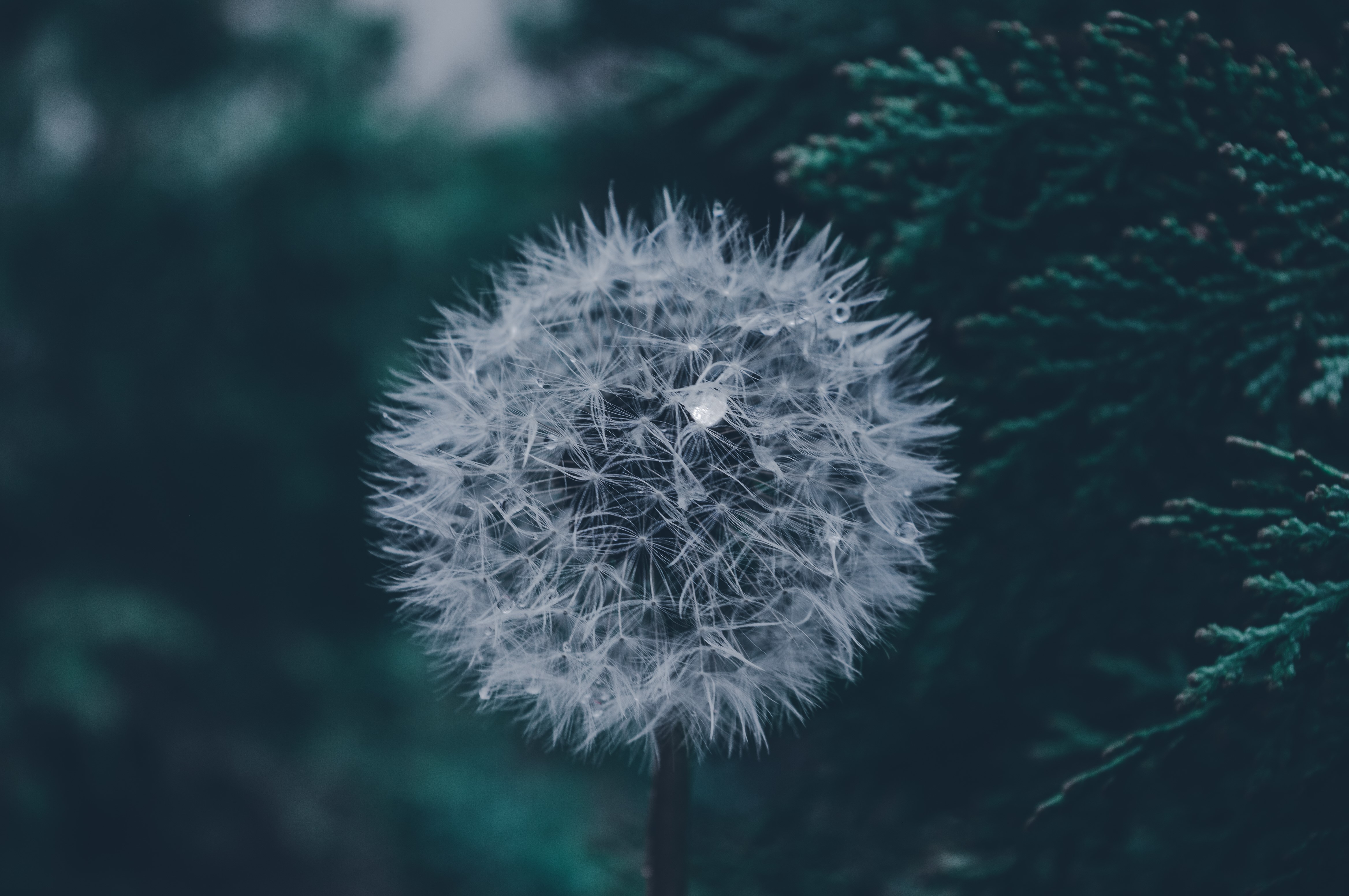 4K Dandelion with water drops and green leaves HD Wallpaper