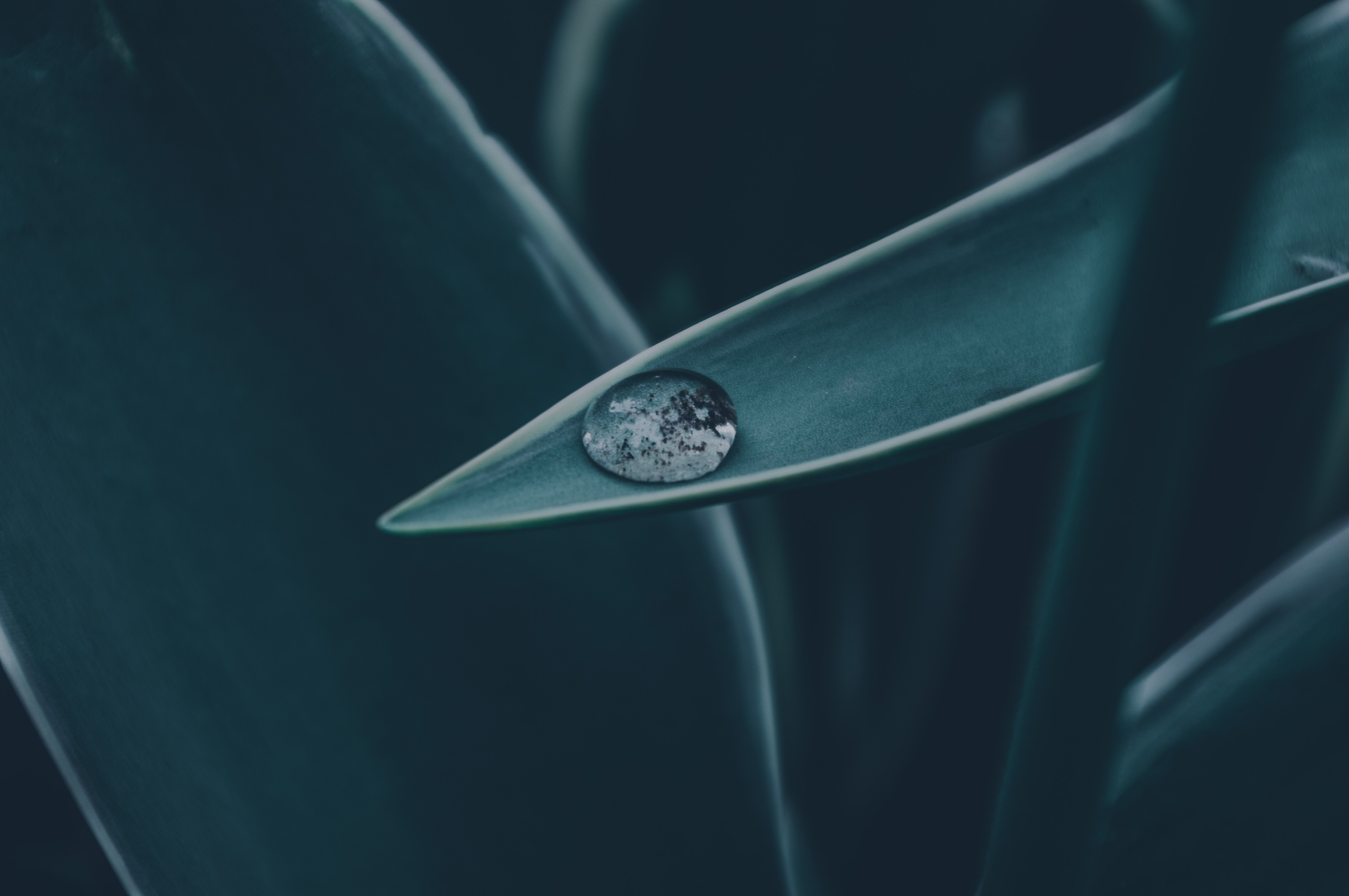 Water drop on a dark green leaf HD Wallpaper