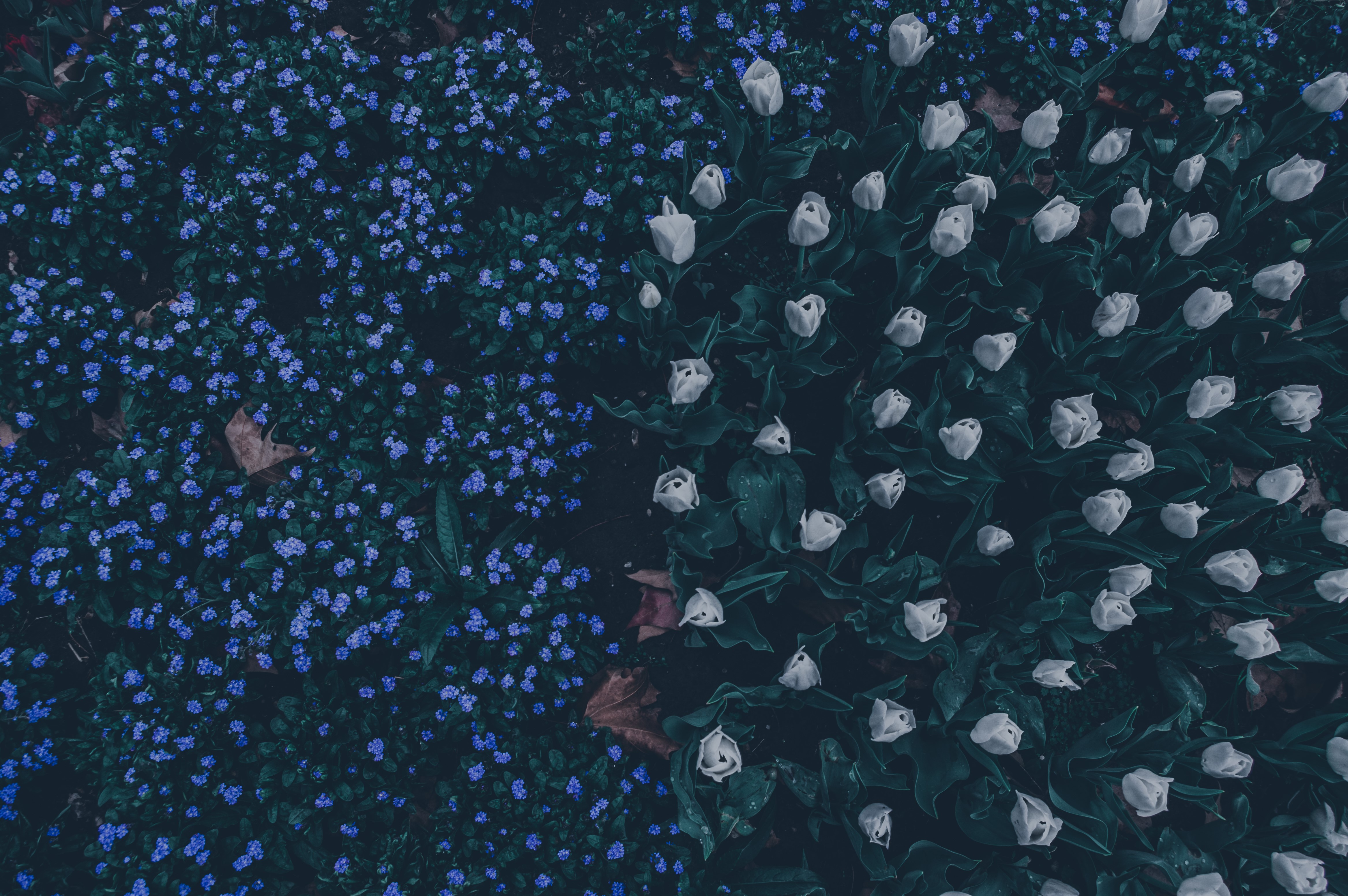 White tulips and blue forget-me-nots in spring HD Wallpaper
