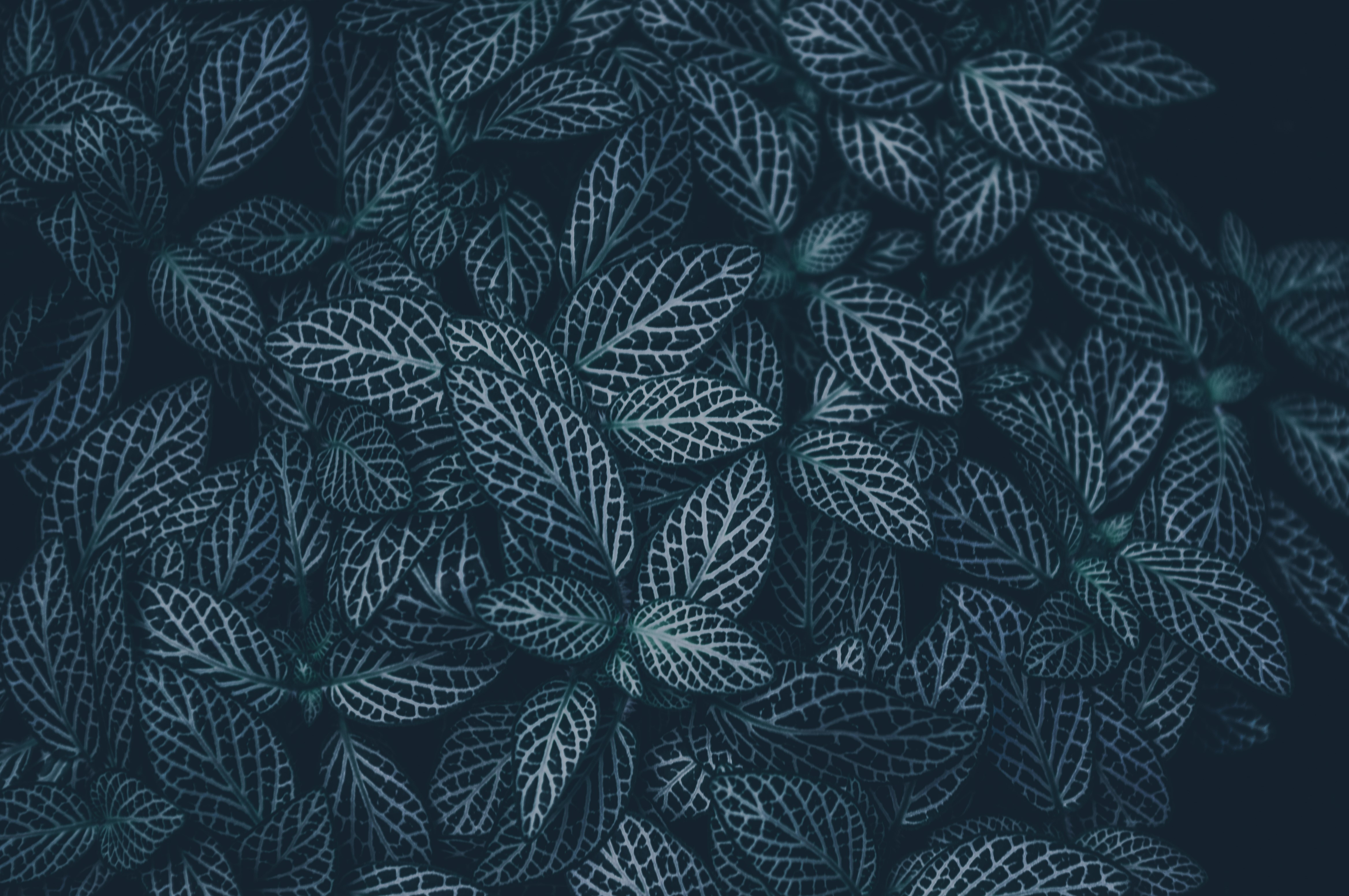 Dark leaves with white veins HD Wallpaper