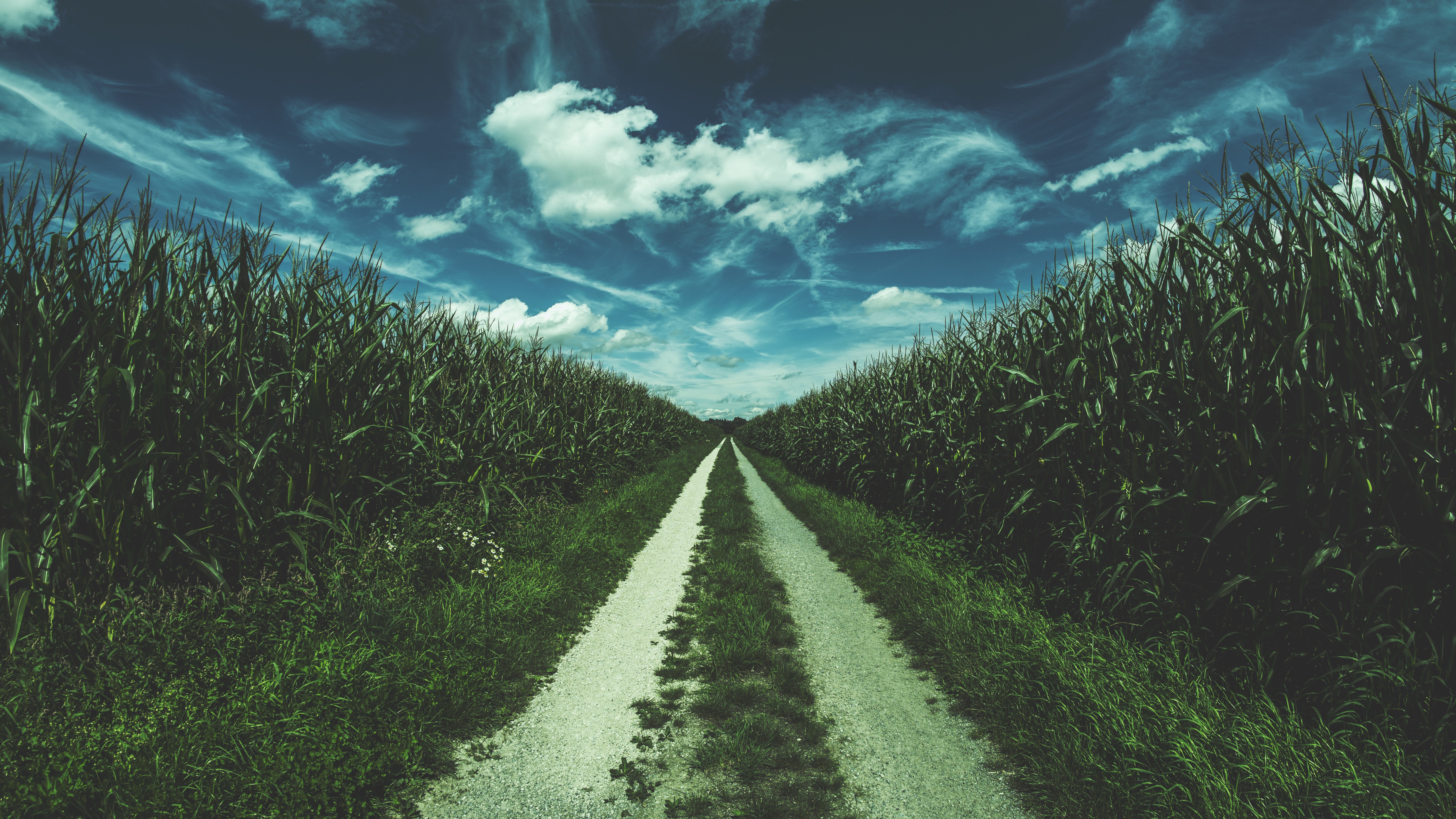 4K road through a cornfield under a cloudy sky HD Wallpaper