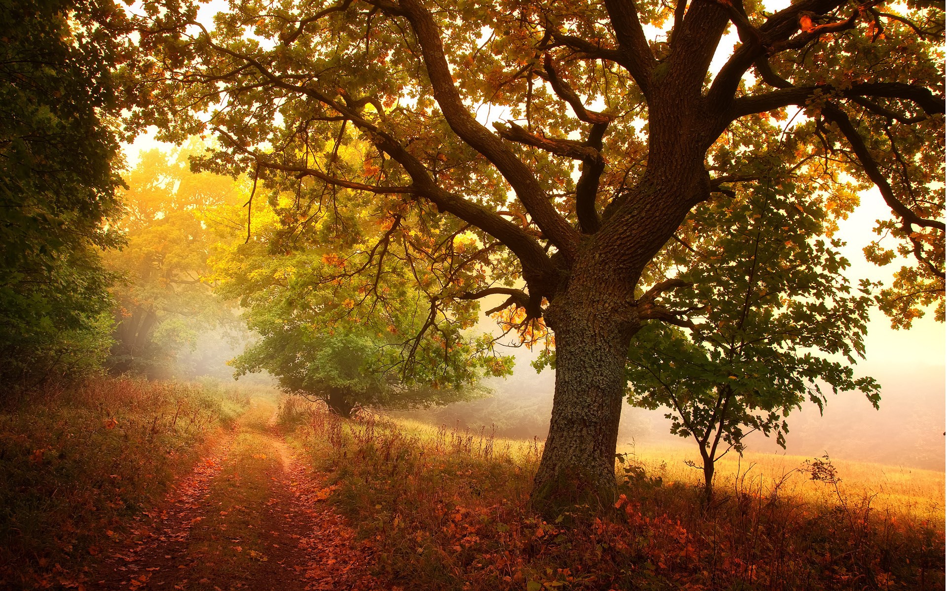 Autumn path through a forest with large oak tree HD Wallpaper