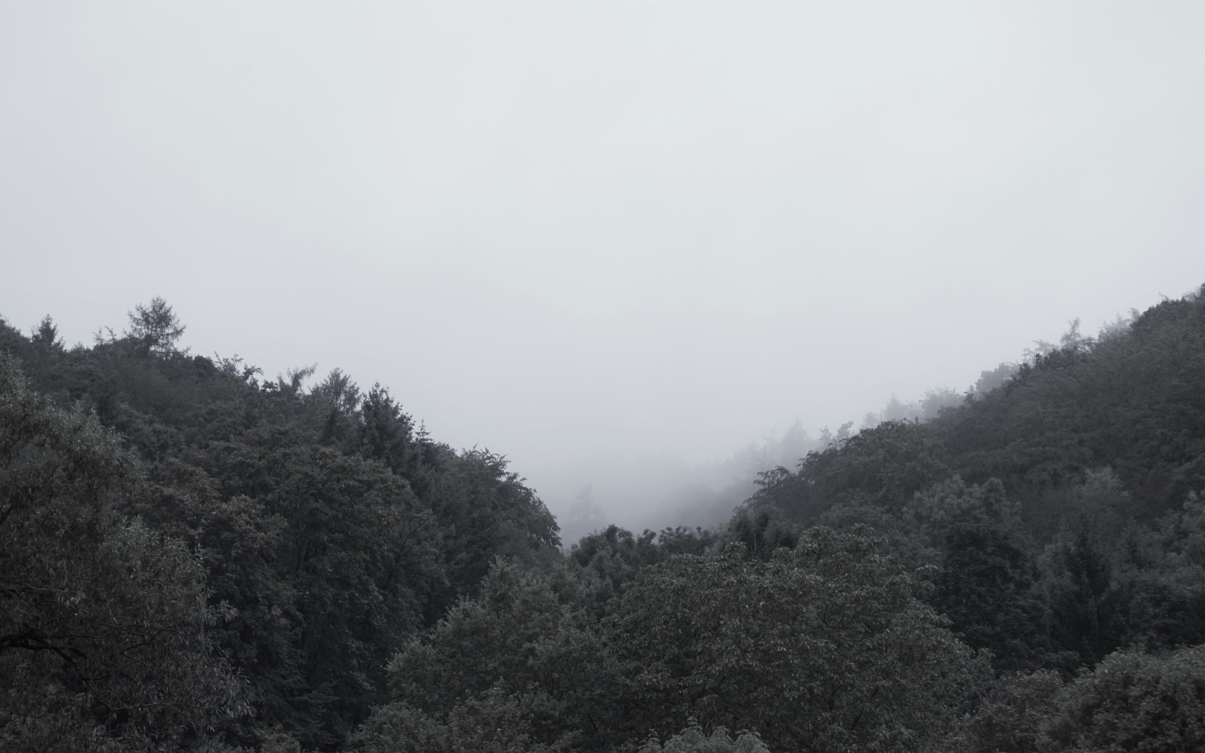 Monochrome forest in fog HD Wallpaper
