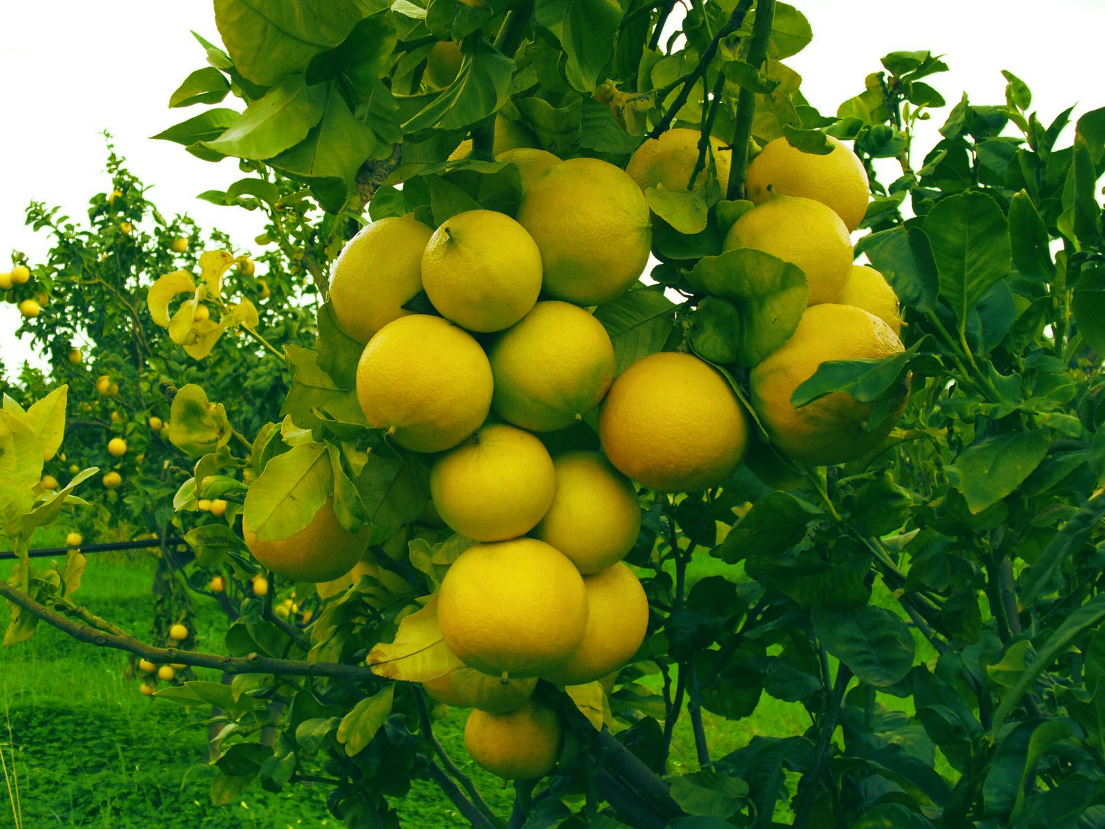 Lemons on a tree branch in Italy HD Wallpaper
