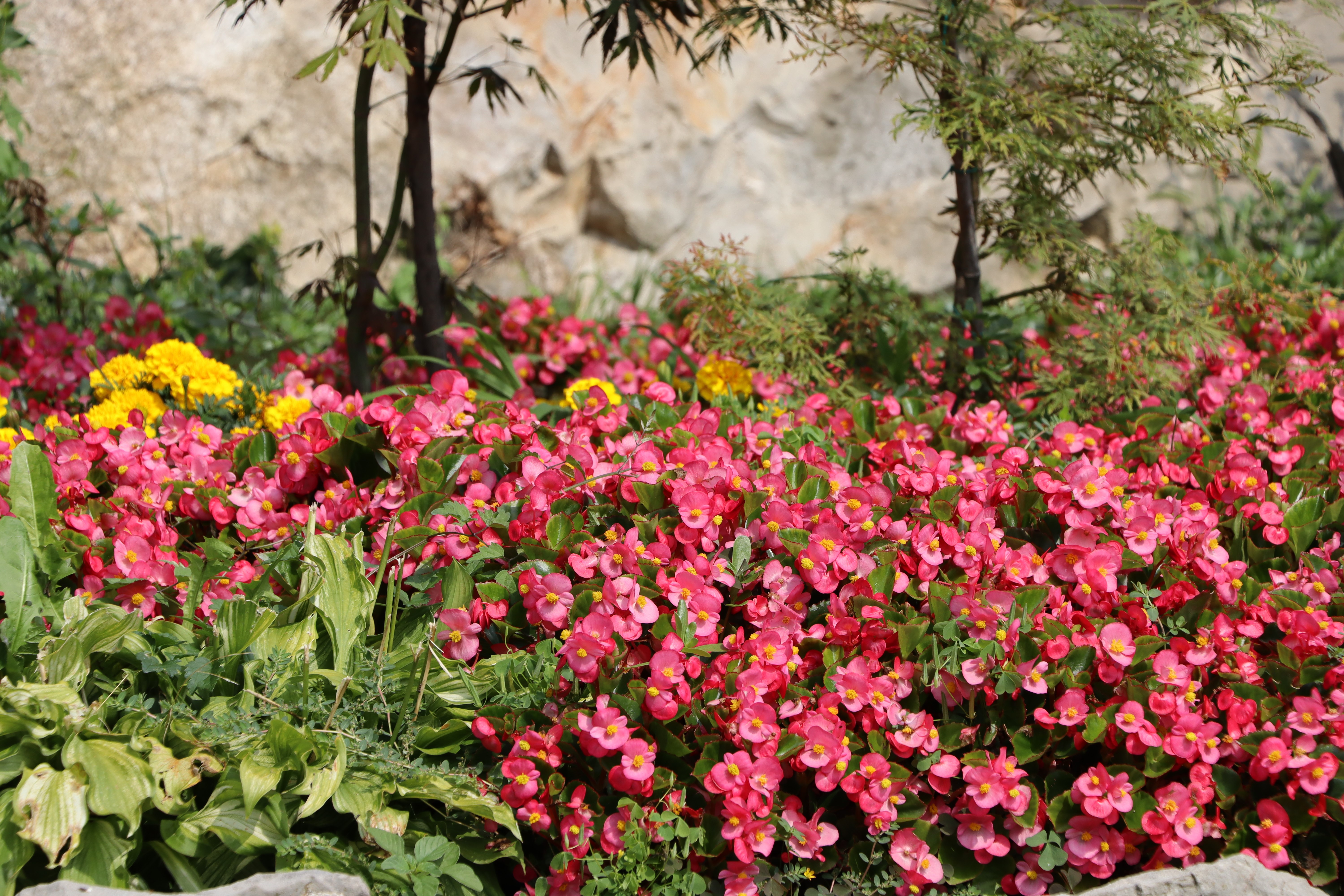 4K Castelmonte Italy Flowers HD Wallpaper